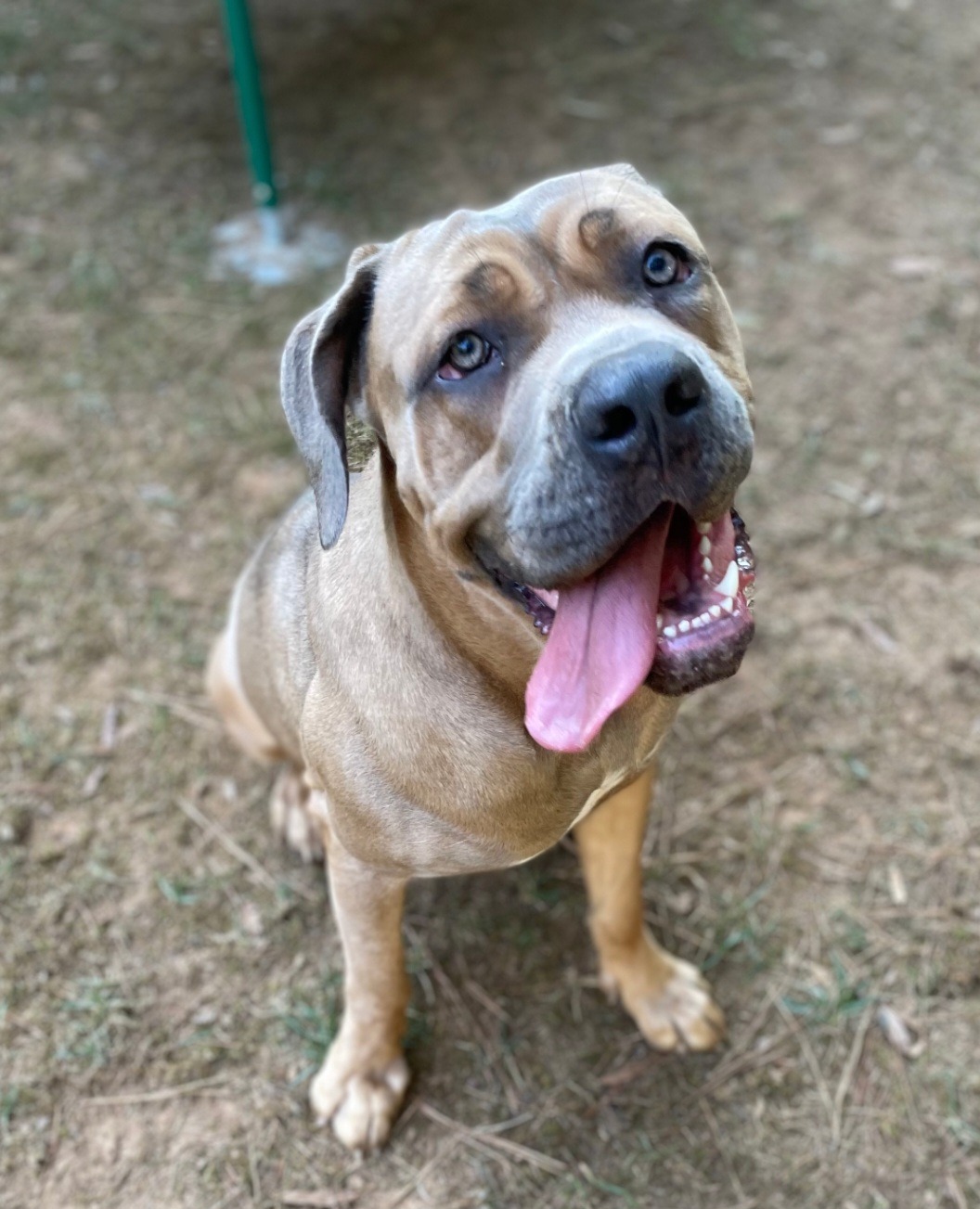 Help save Nala from Pyometra! campaign photo, 4 of 5