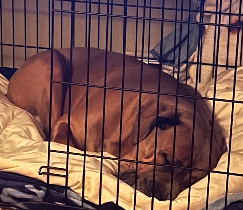 Help save Nala from Pyometra! campaign photo, 2 of 5