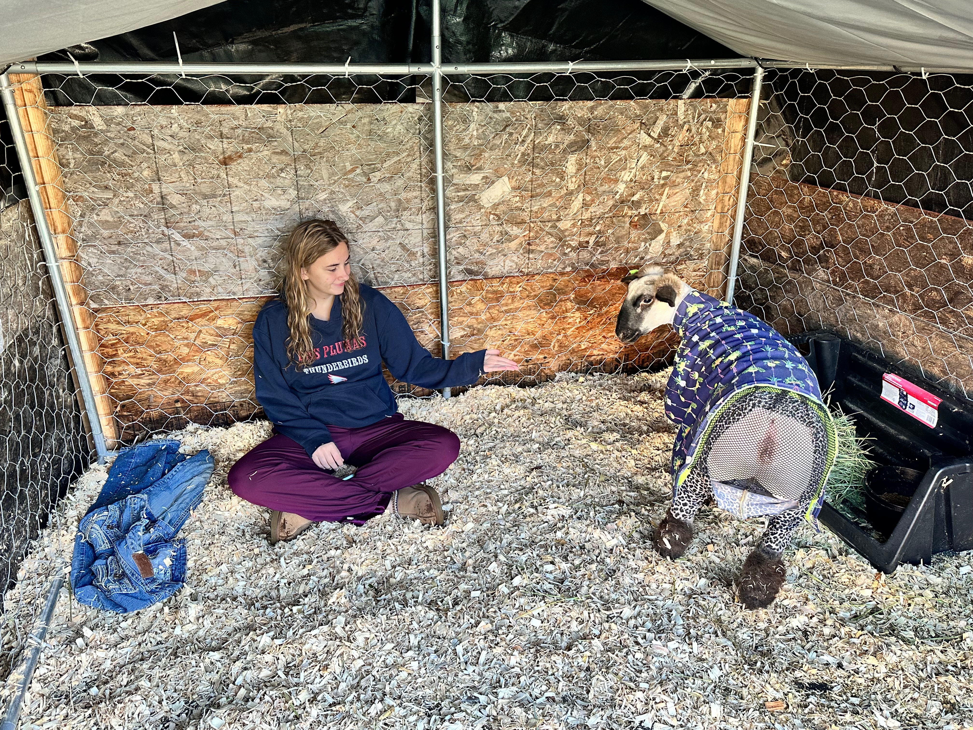 Donate to Ally's First FFA Sheep Project!! campaign photo, 7 of 8
