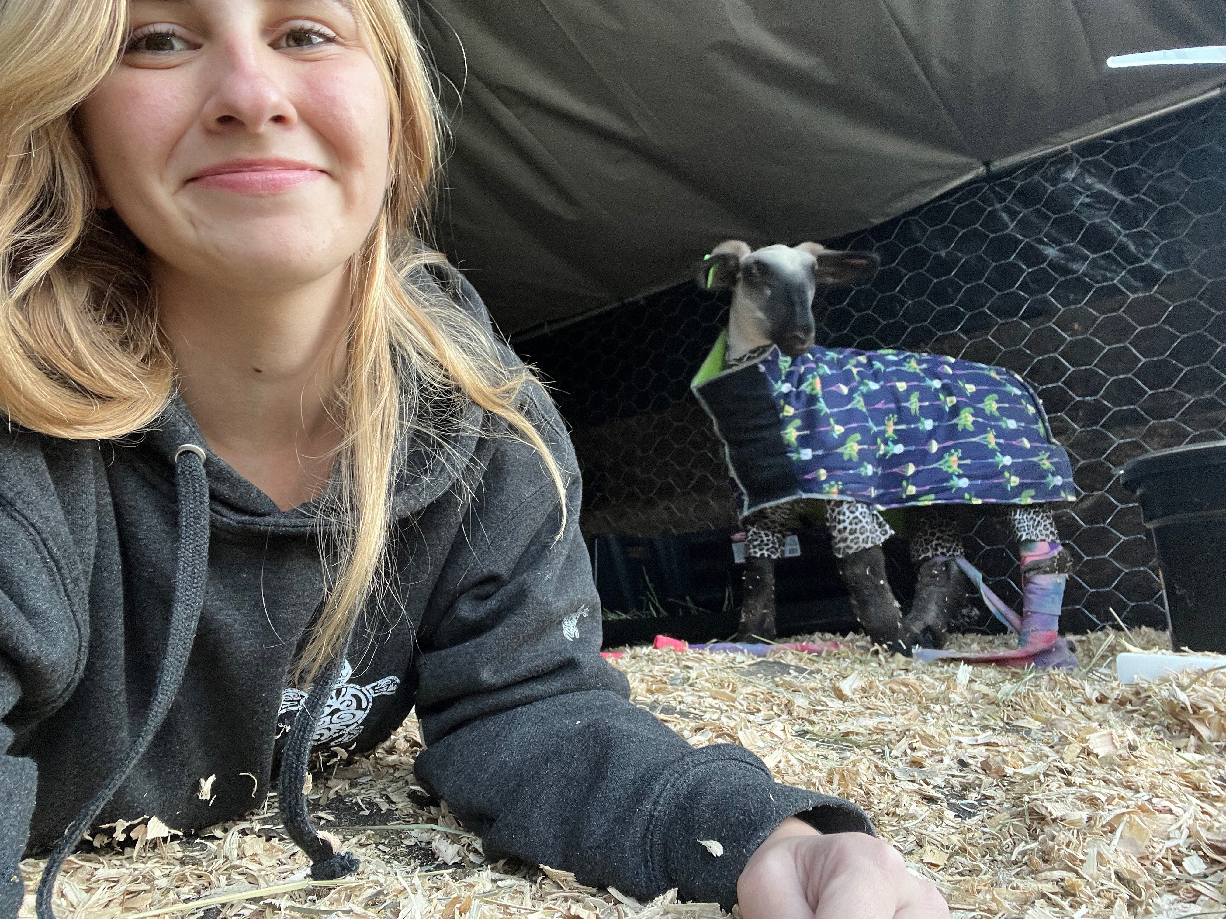 Donate to Ally's First FFA Sheep Project!! campaign photo, 4 of 8