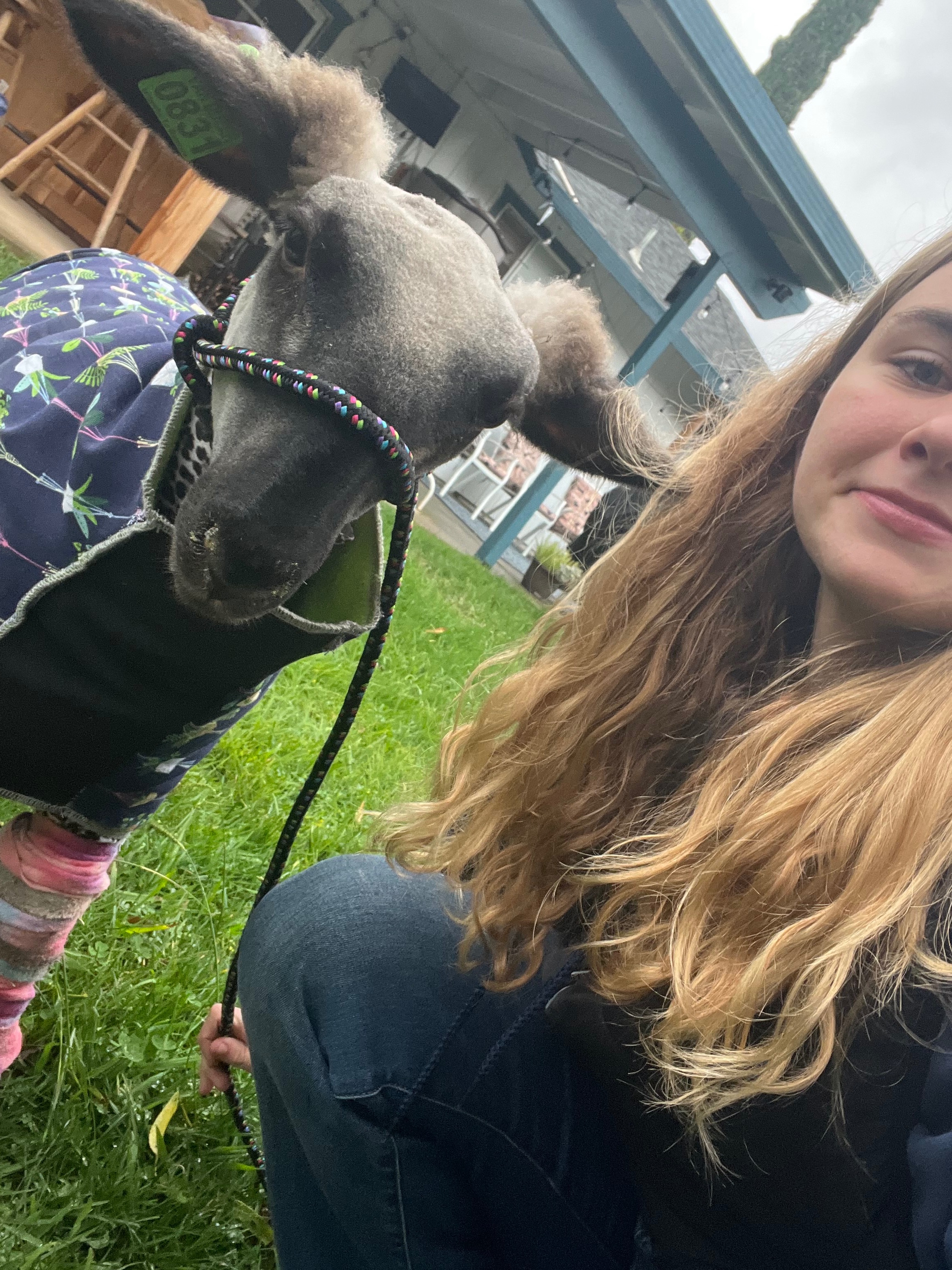 Donate to Ally's First FFA Sheep Project!! campaign photo, 5 of 8