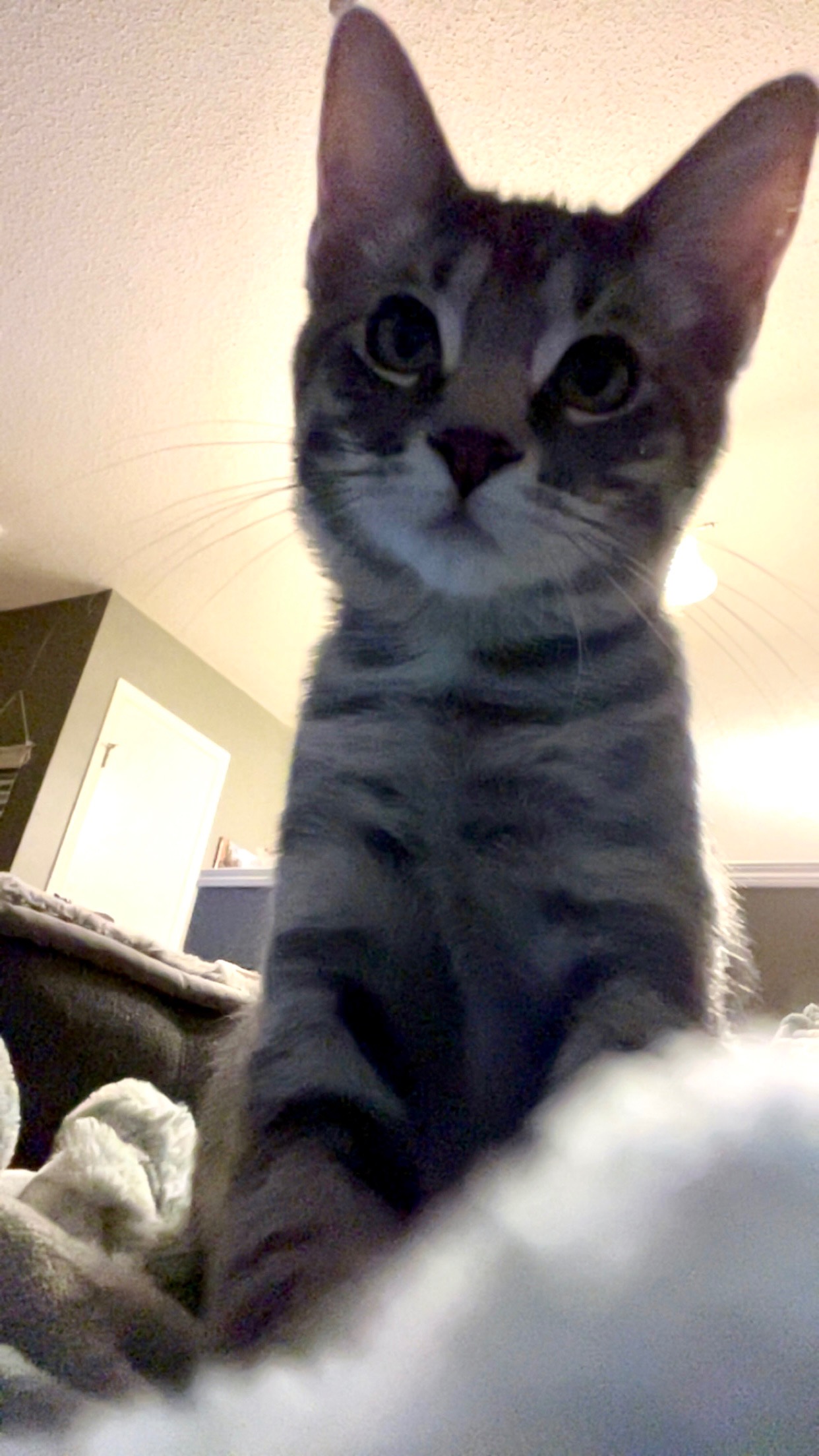 Help my kitten get the surgery needed for a pain-free life campaign photo, 4 of 5