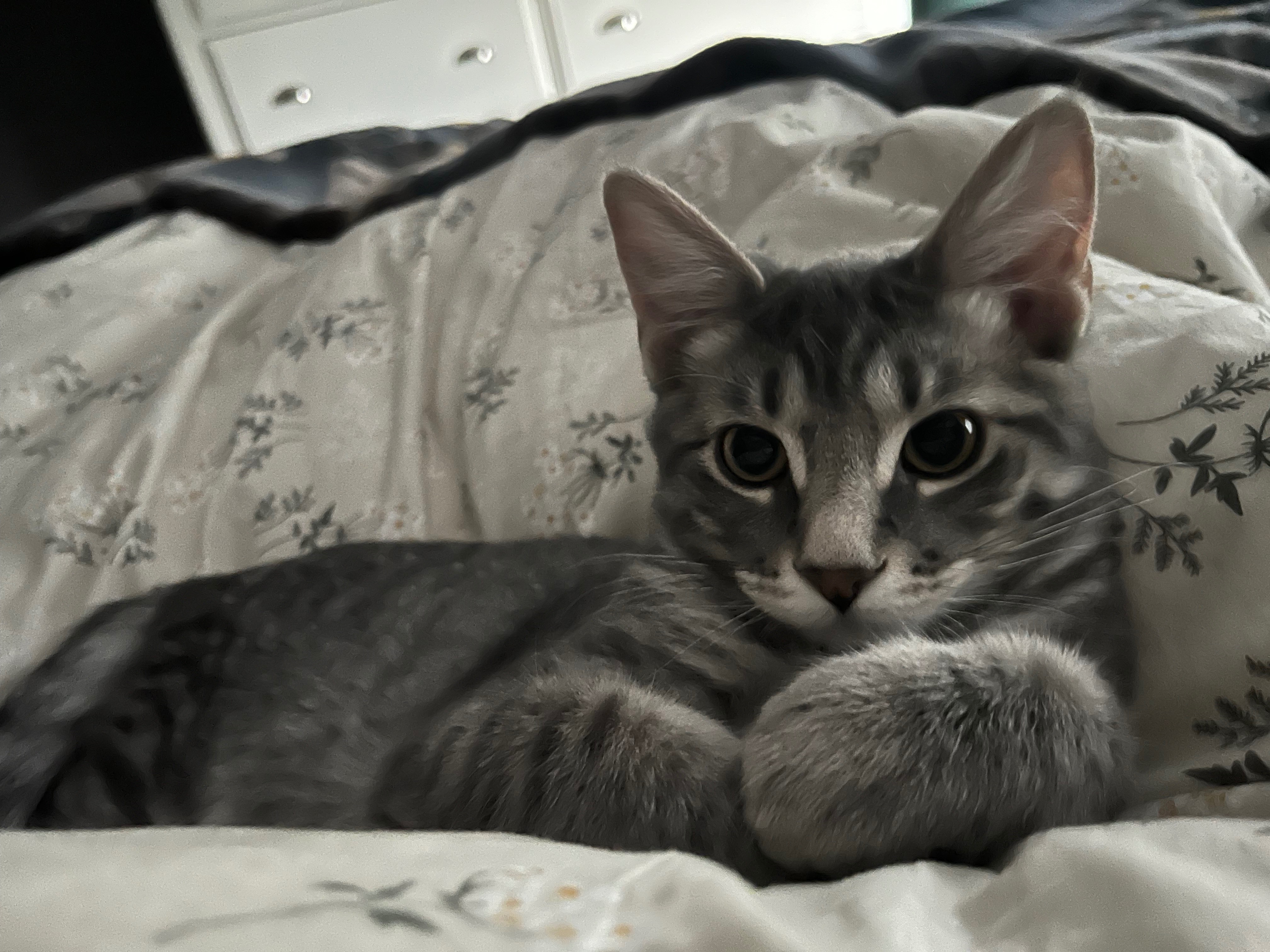 Help my kitten get the surgery needed for a pain-free life campaign photo, 2 of 5