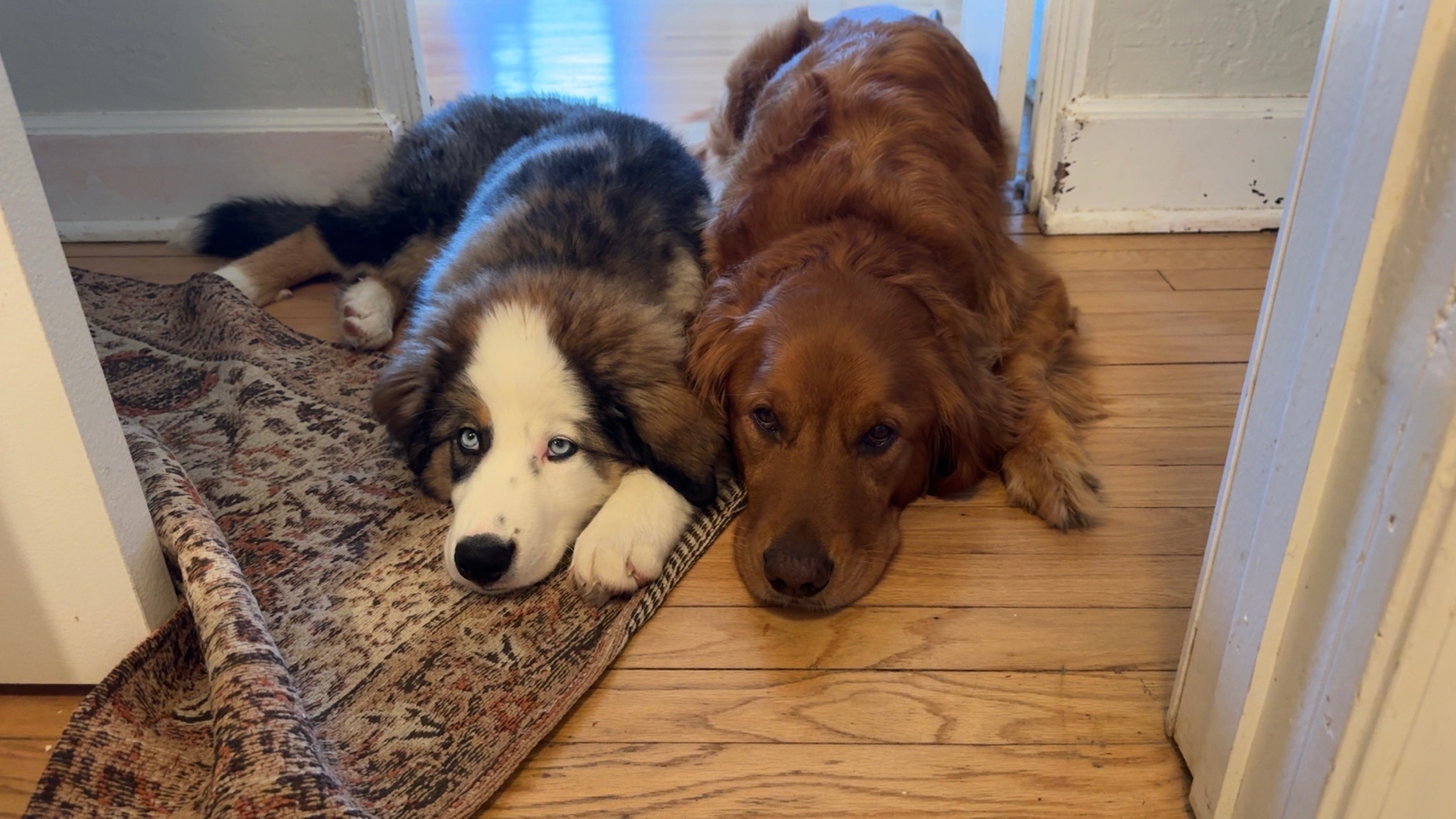 Save Tucker: Emergency Surgery Needed campaign photo, 4 of 5