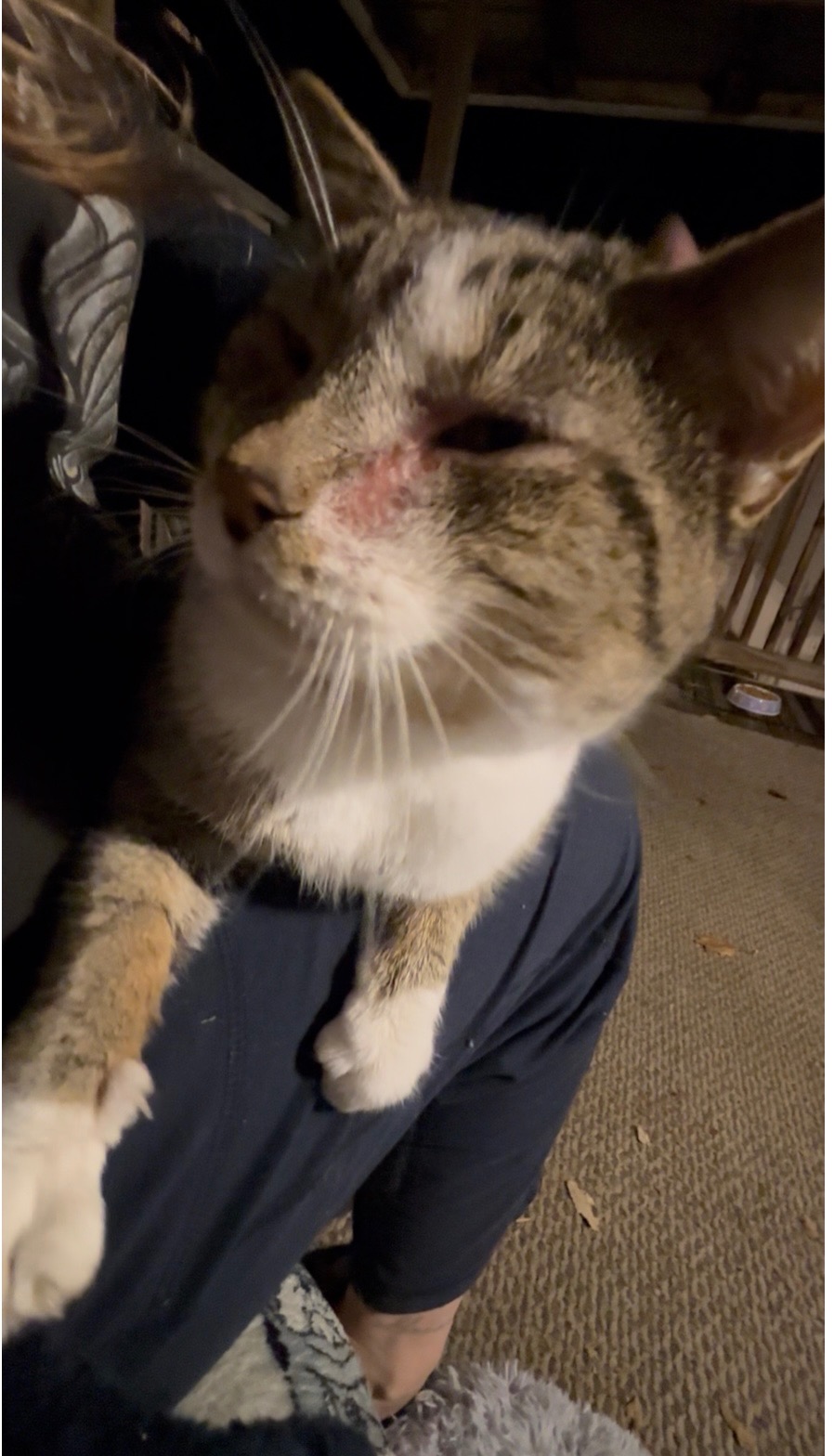 Care for Jake and His Feline Friends campaign photo, 6 of 7
