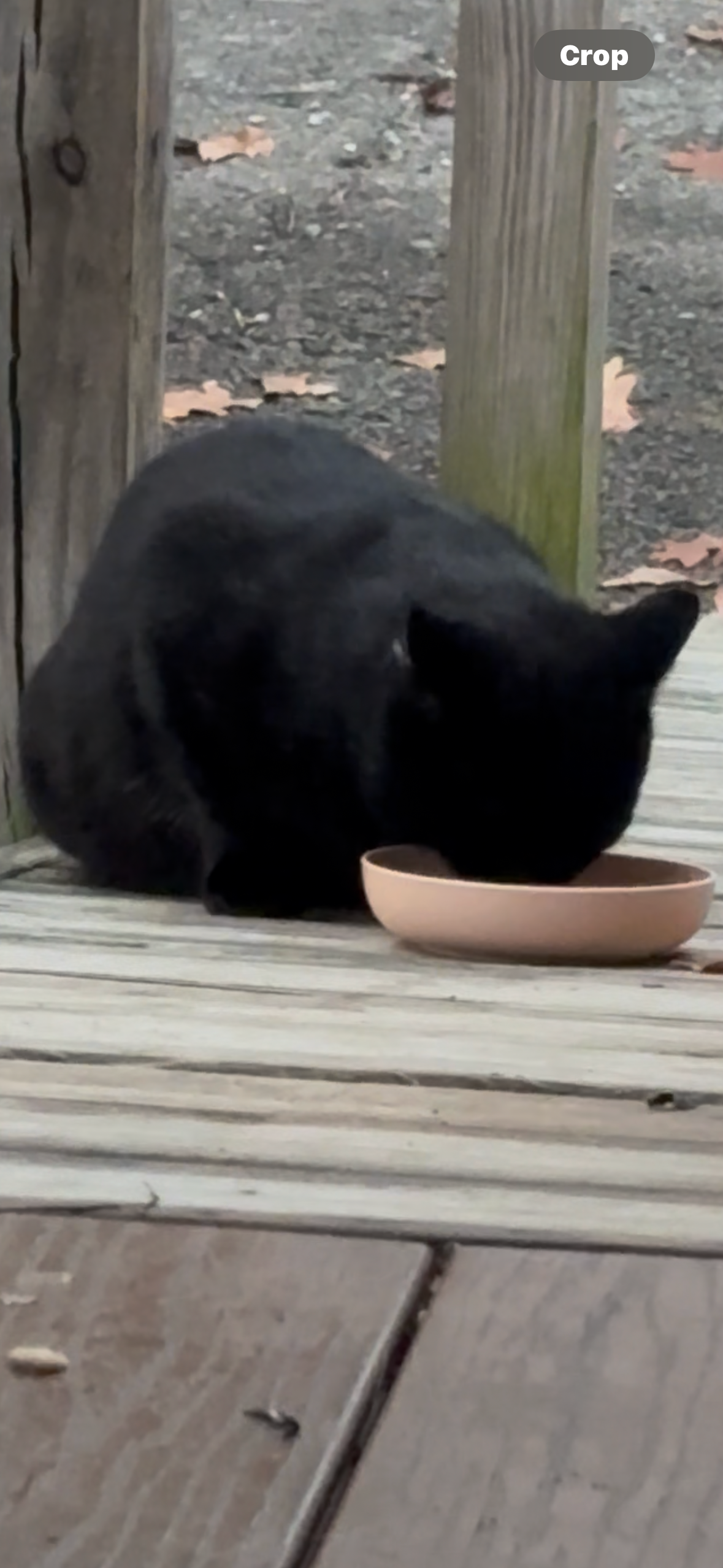 Care for Jake and His Feline Friends campaign photo, 2 of 7