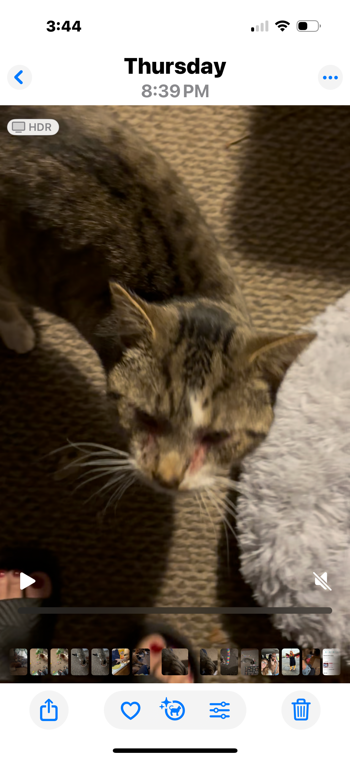 Care for Jake and His Feline Friends campaign photo, 4 of 7