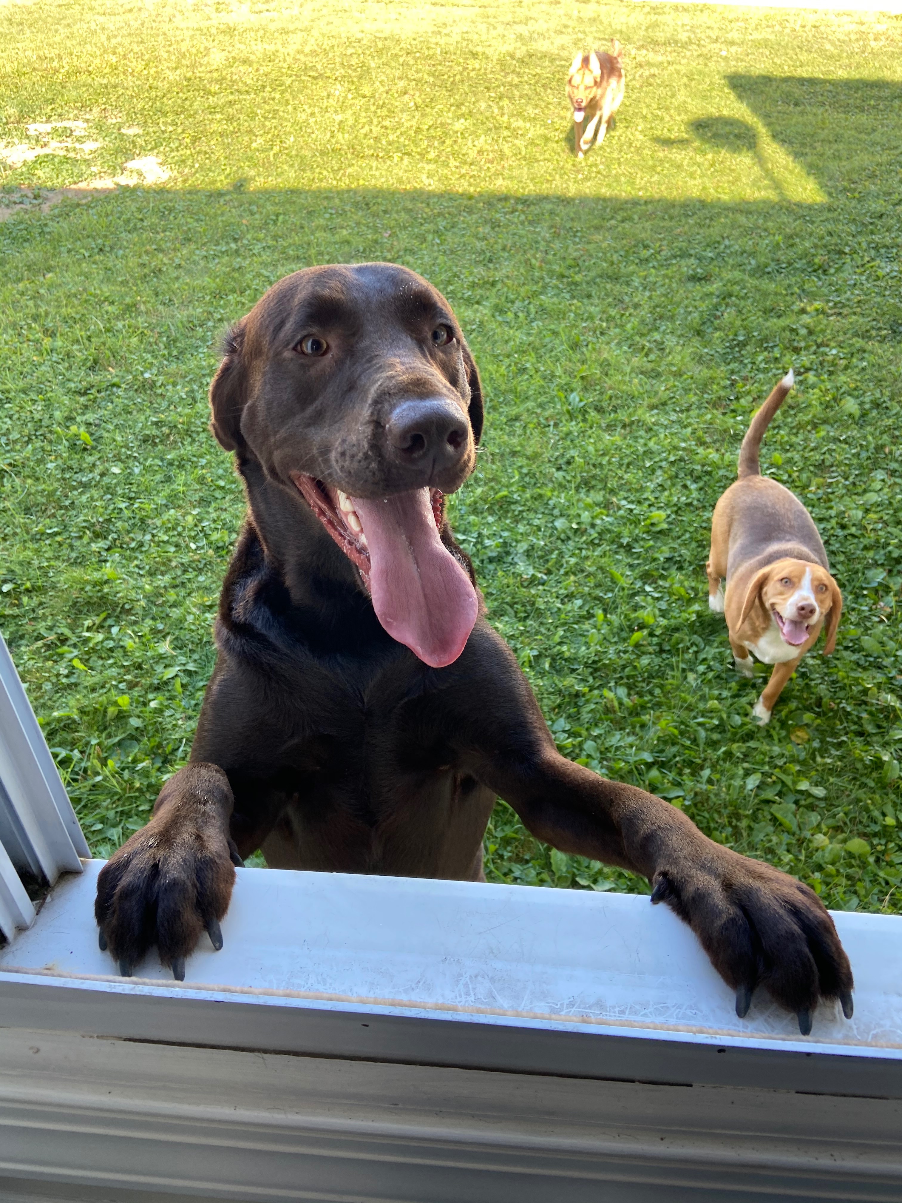 Donate to help our family dog, June campaign photo, 2 of 4