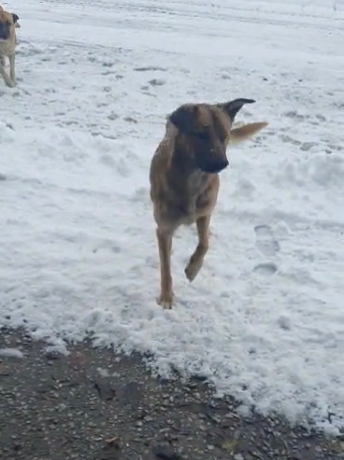 Help for Bosnian strays campaign photo, 6 of 7