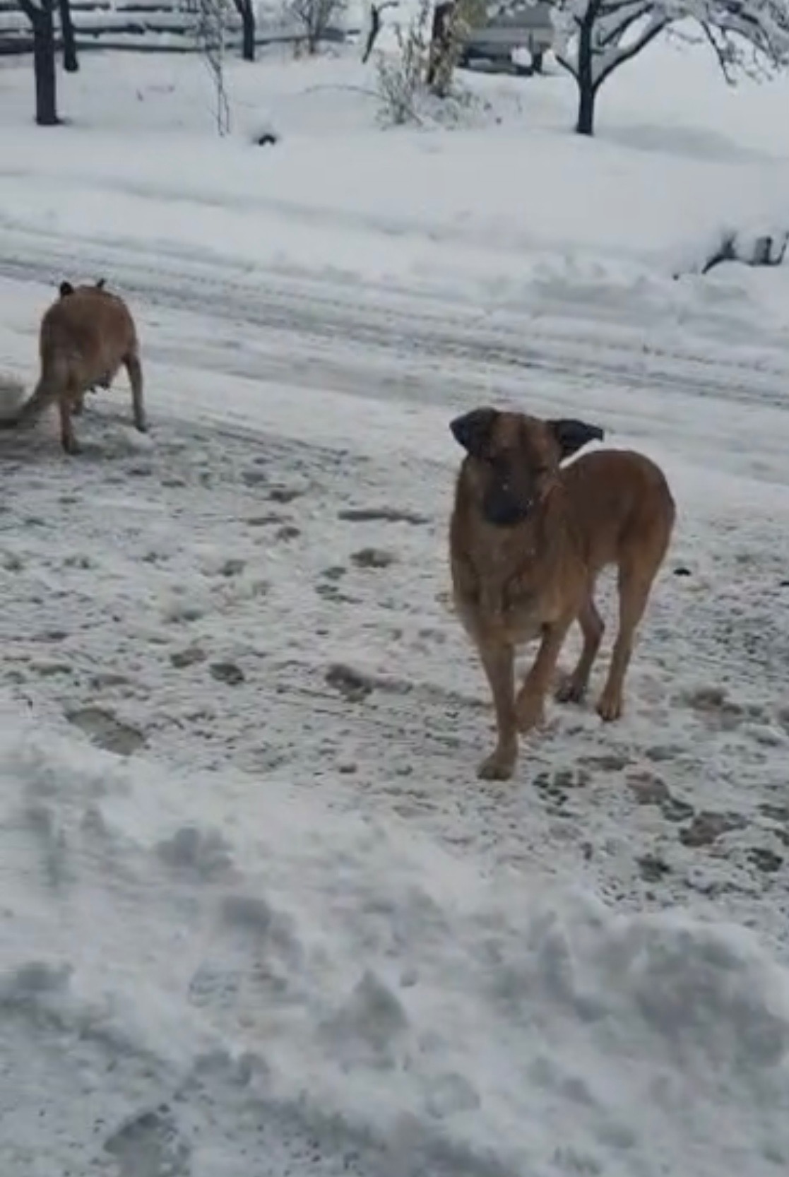Help for Bosnian strays campaign photo, 2 of 7