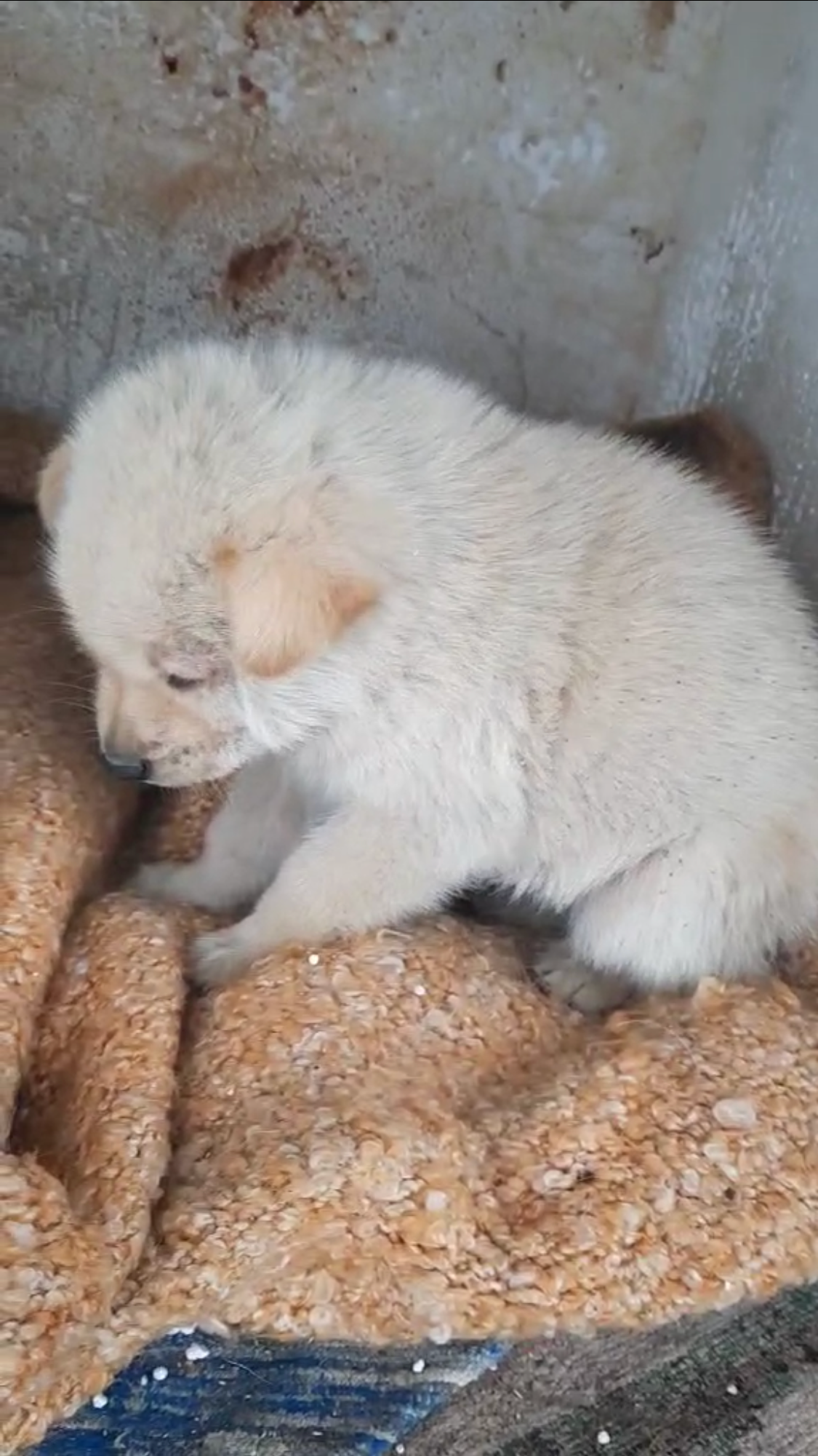Help for Bosnian strays campaign photo, 5 of 7