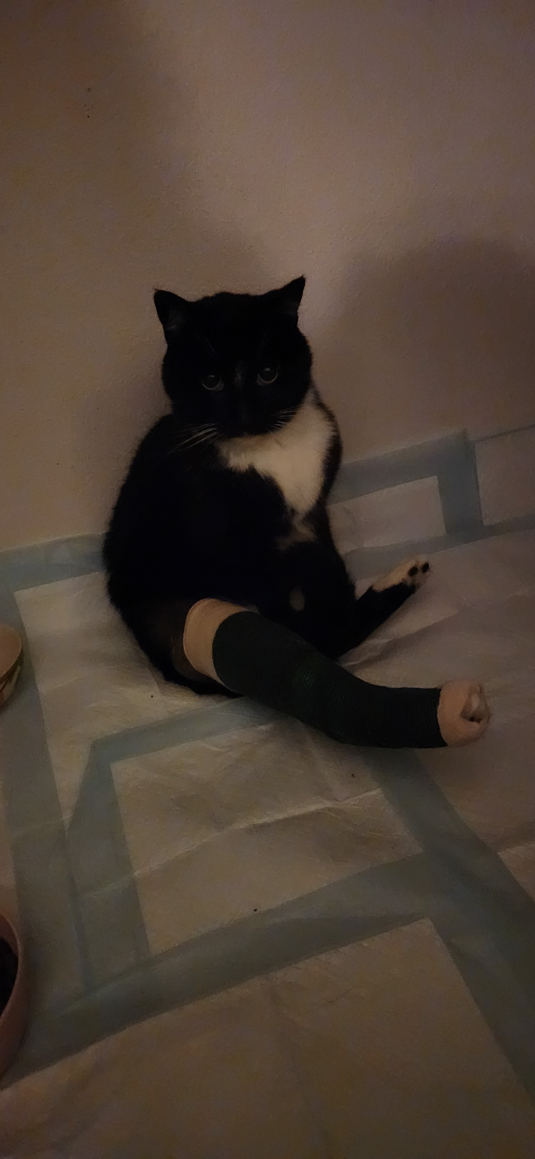 Save Mittins: Urgent Surgery Needed campaign photo, 5 of 8