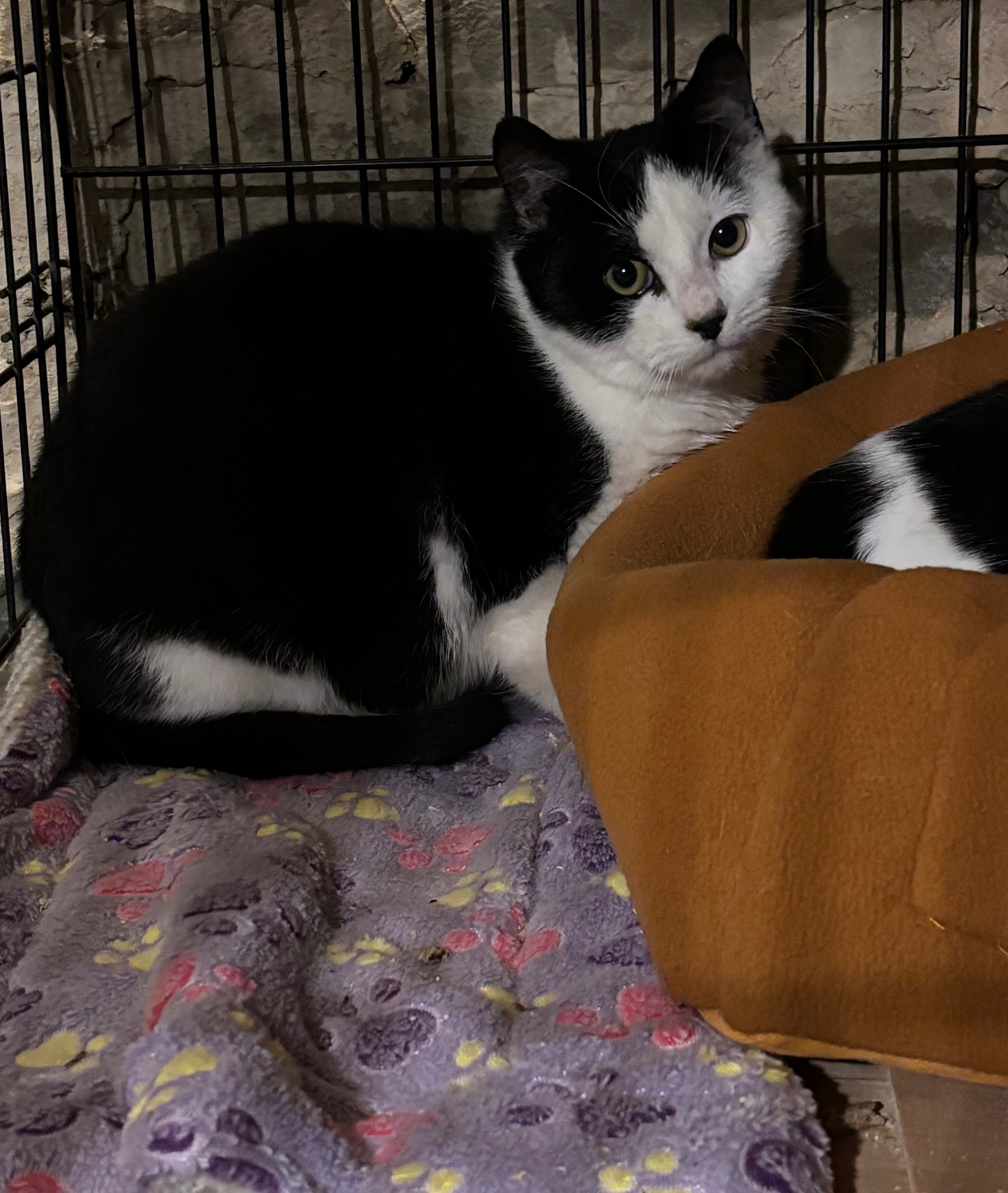 Help Stray Cats Find Safety and Love campaign photo, 7 of 8