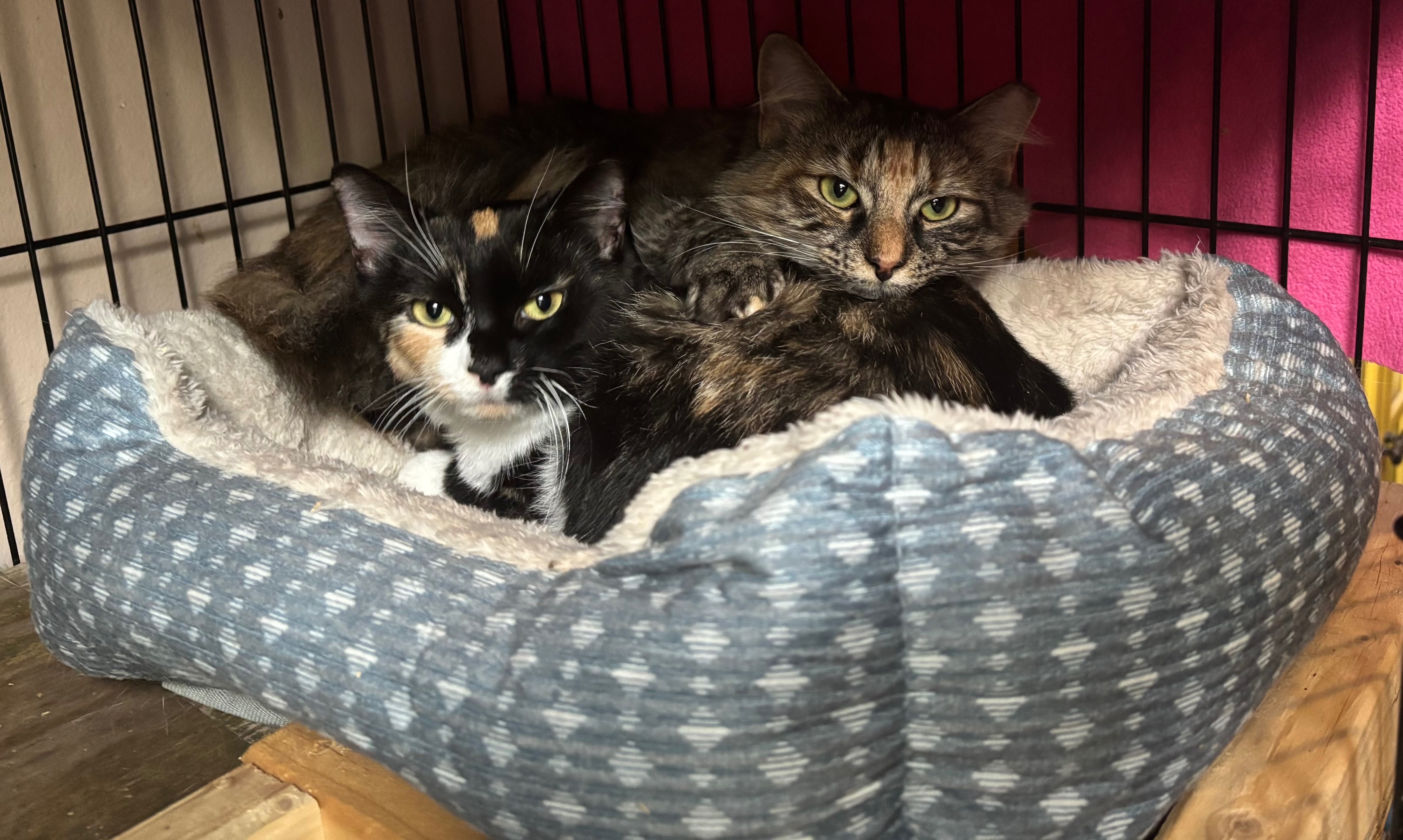 Help Stray Cats Find Safety and Love campaign photo, 4 of 8