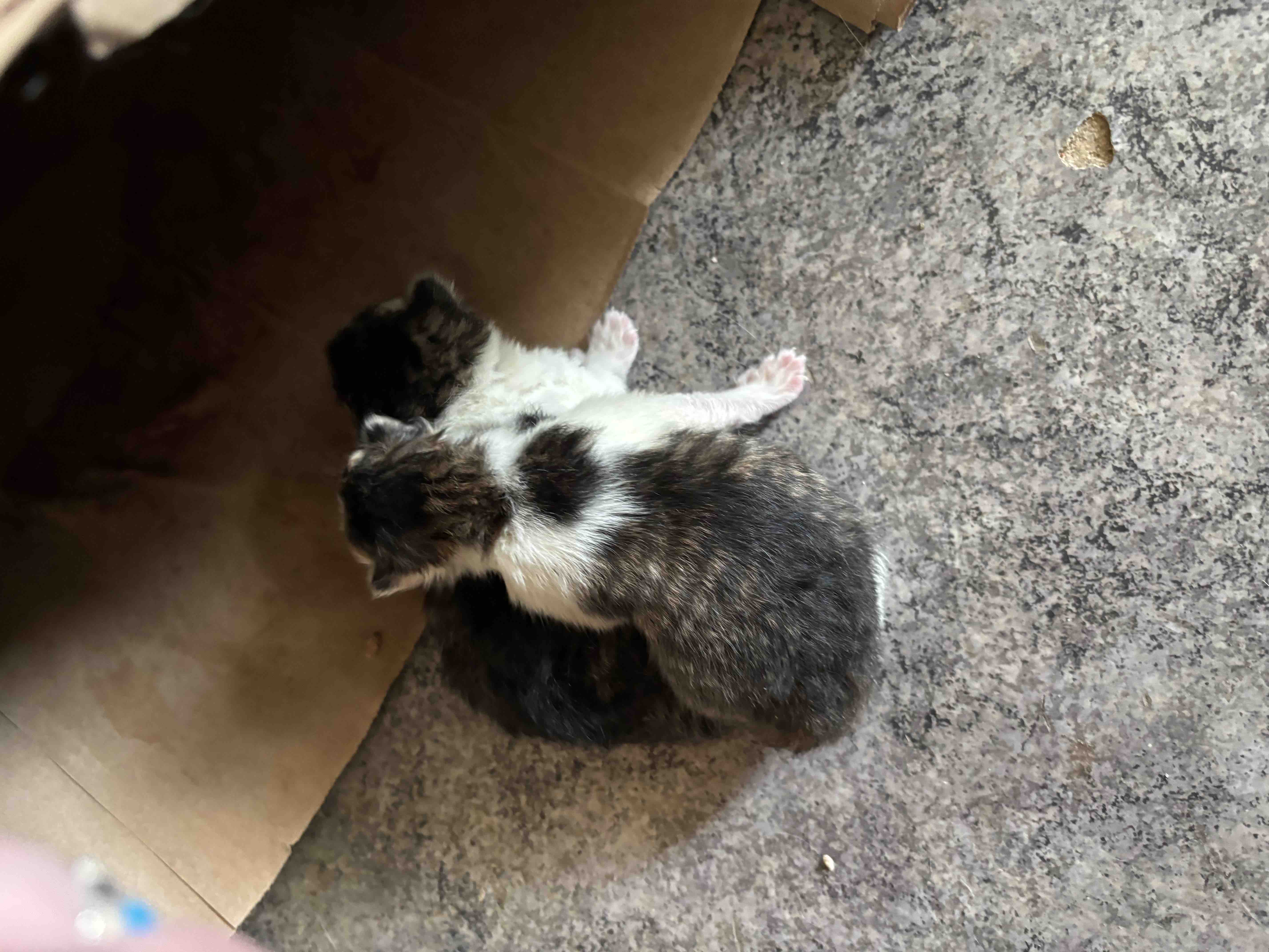 Help Stray Cats Find Safety and Love campaign photo, 5 of 8
