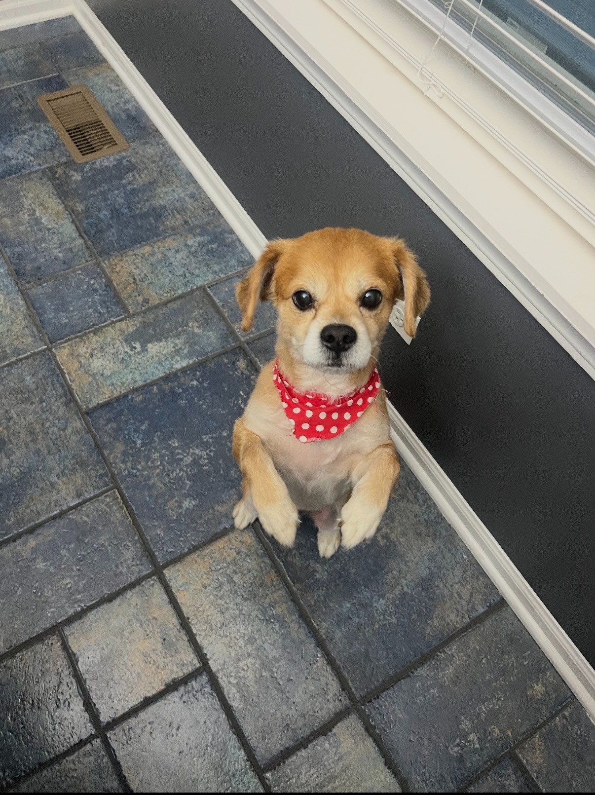 Help Cookie Get Life-Saving Surgery campaign photo, 7 of 8