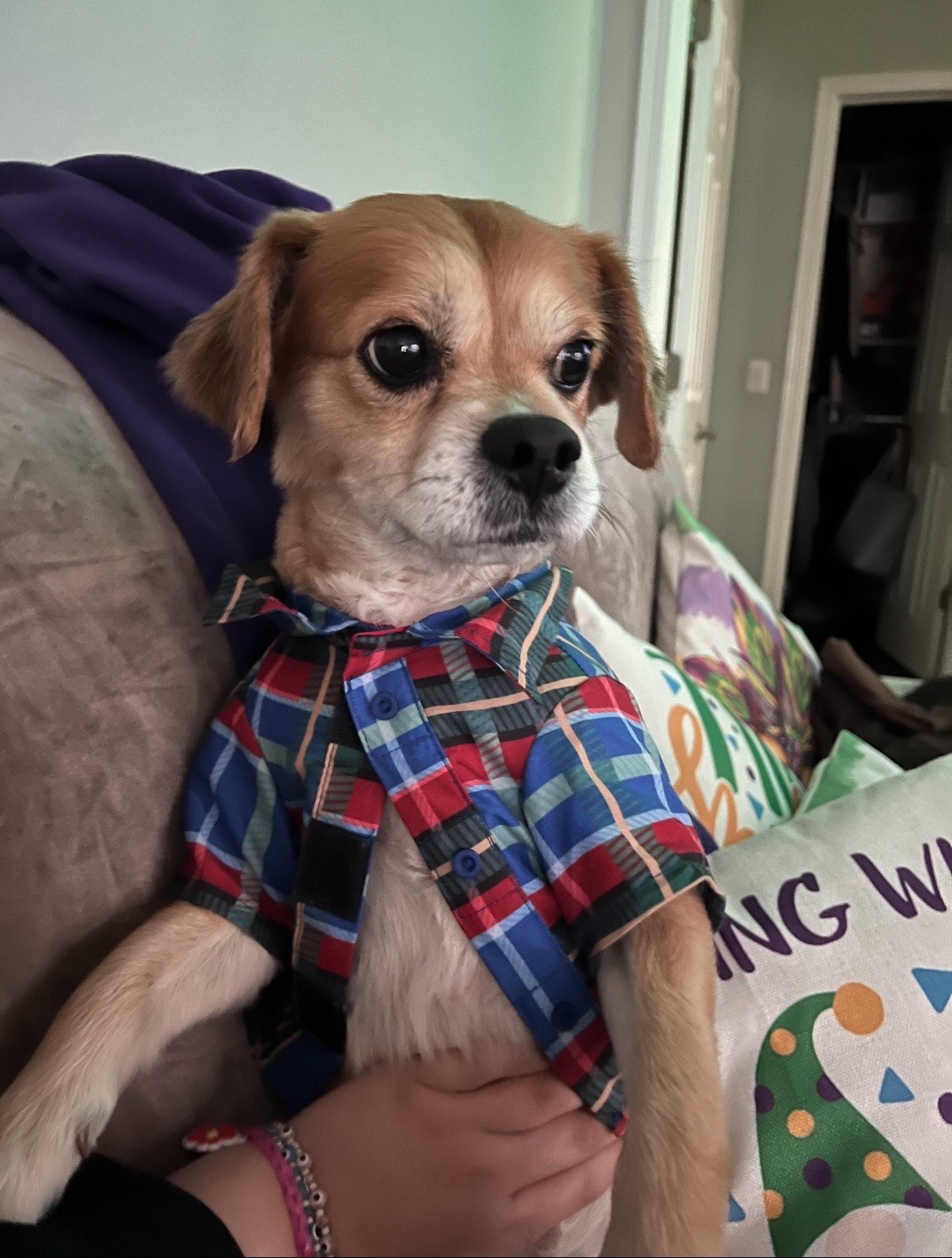 Help Cookie Get Life-Saving Surgery campaign photo, 2 of 8