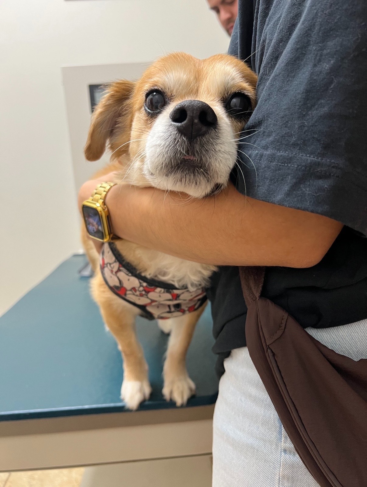 Help Cookie Get Life-Saving Surgery campaign photo, 4 of 8