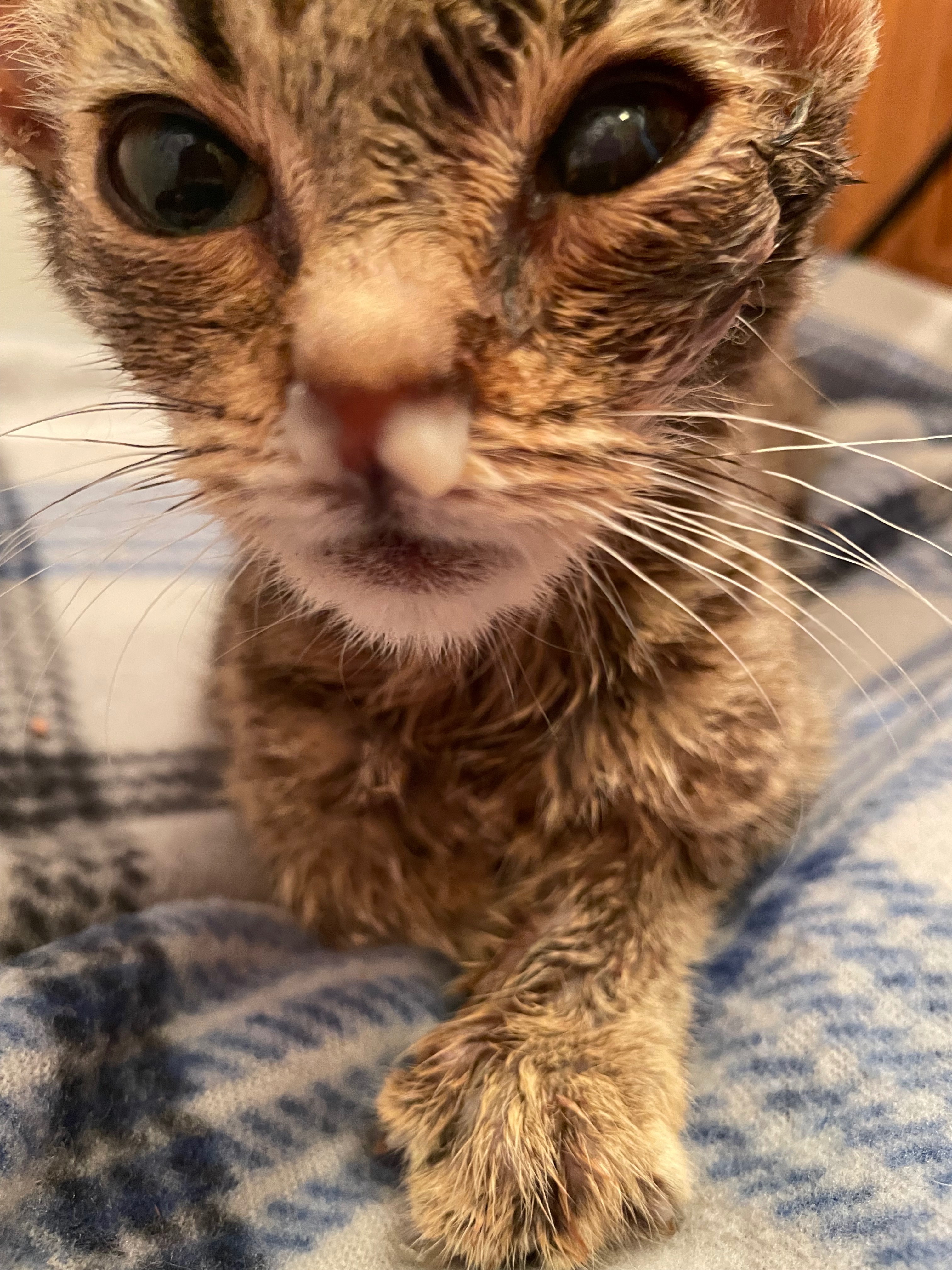 Miss Kitty Needs Your Help campaign photo, 2 of 7