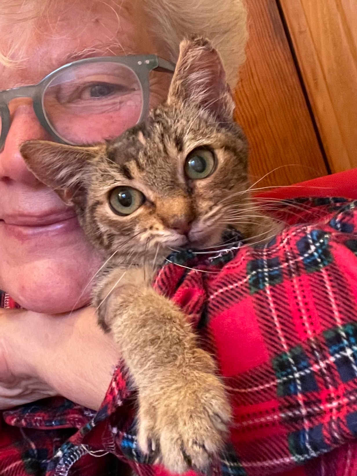 Miss Kitty Needs Your Help campaign photo, 6 of 7