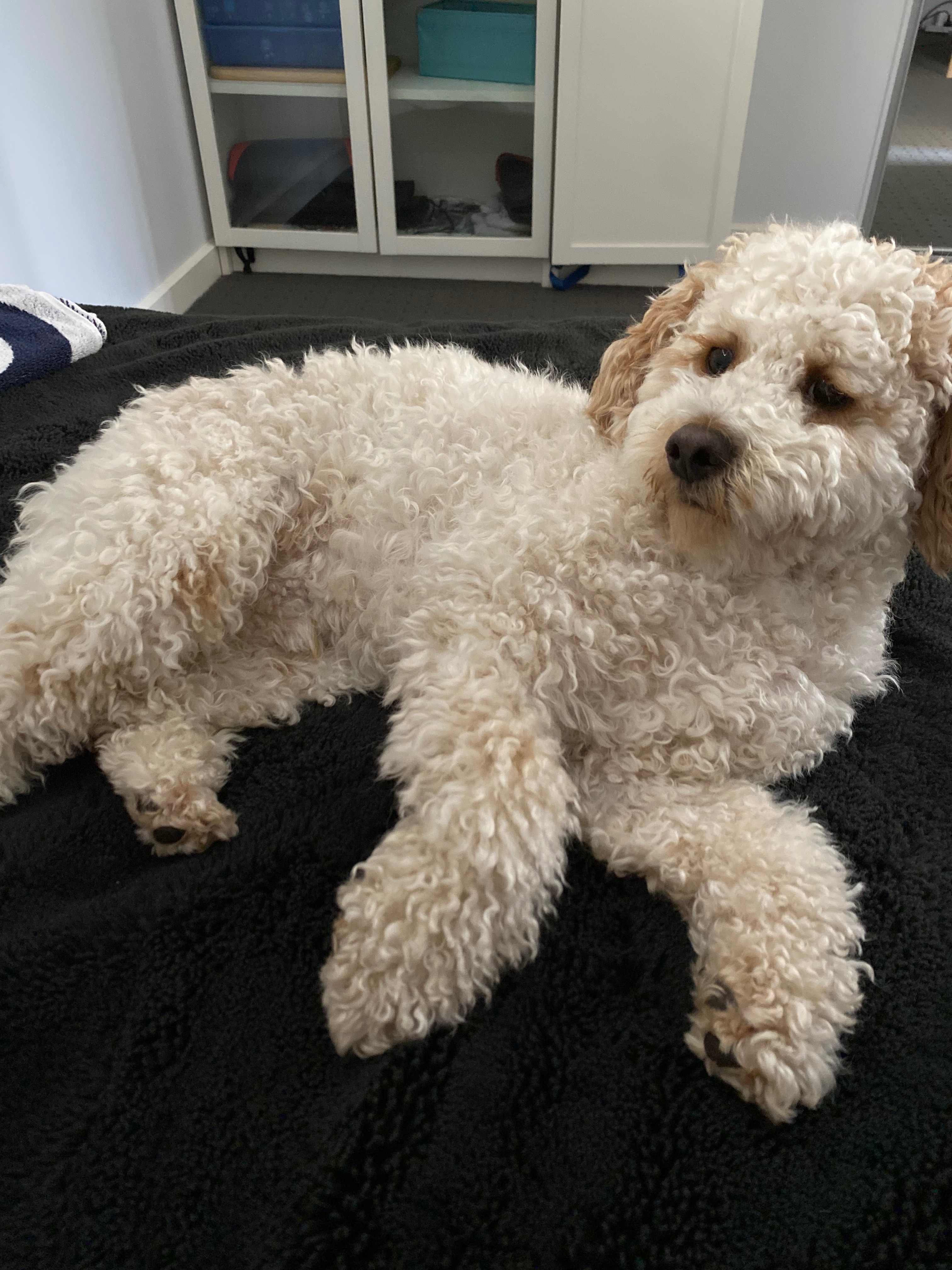 Donate to help Levi get surgery campaign photo, 5 of 6