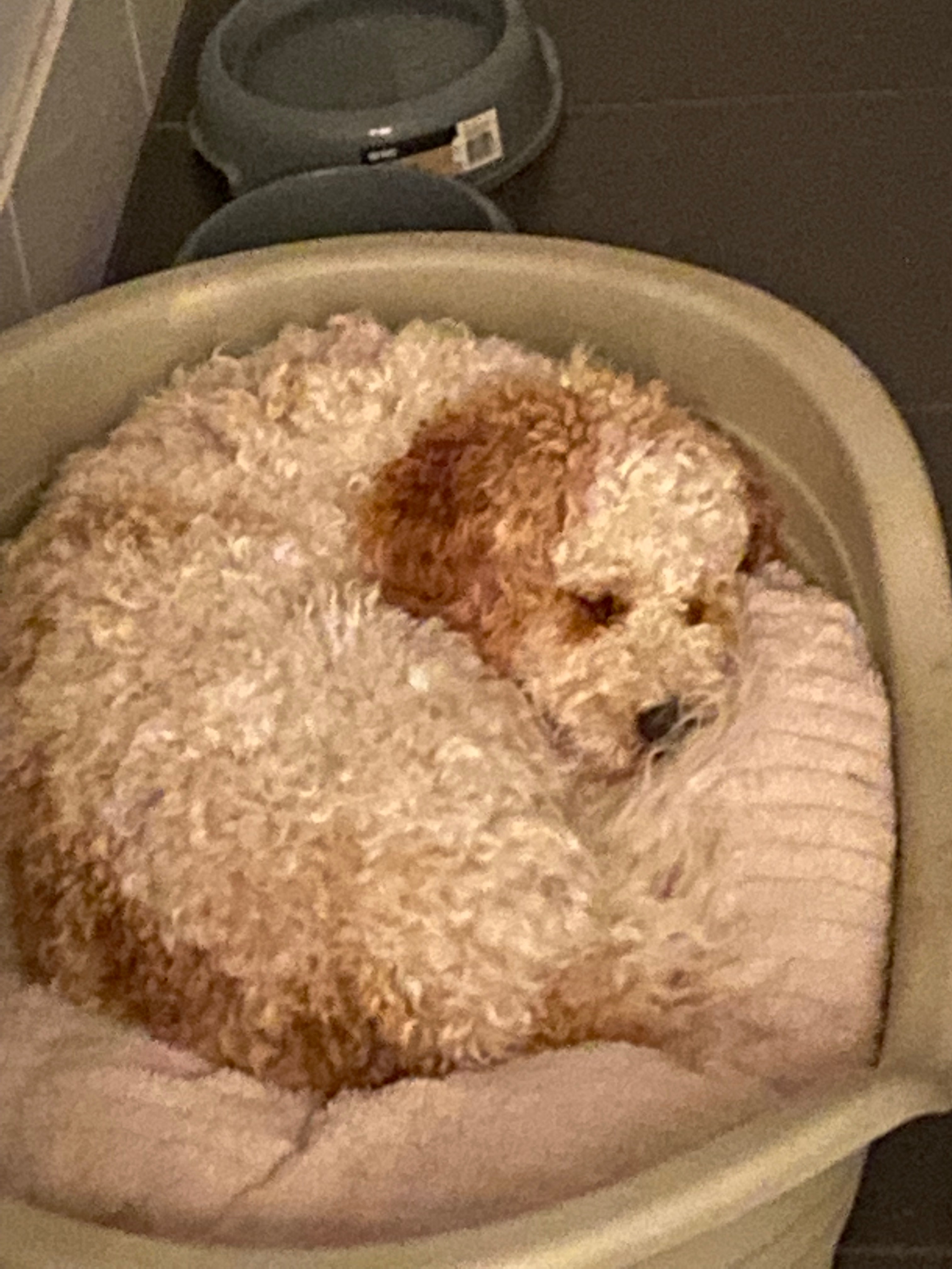 Donate to help Levi get surgery campaign photo, 2 of 6