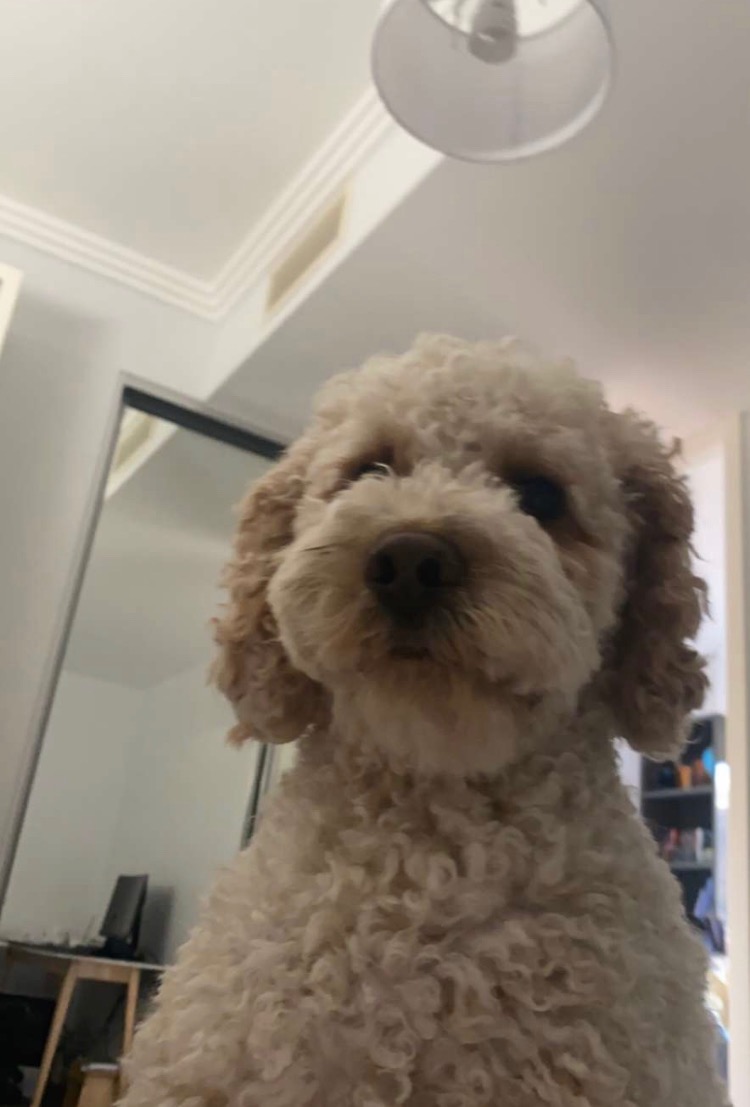 Donate to help Levi get surgery campaign photo, 4 of 6