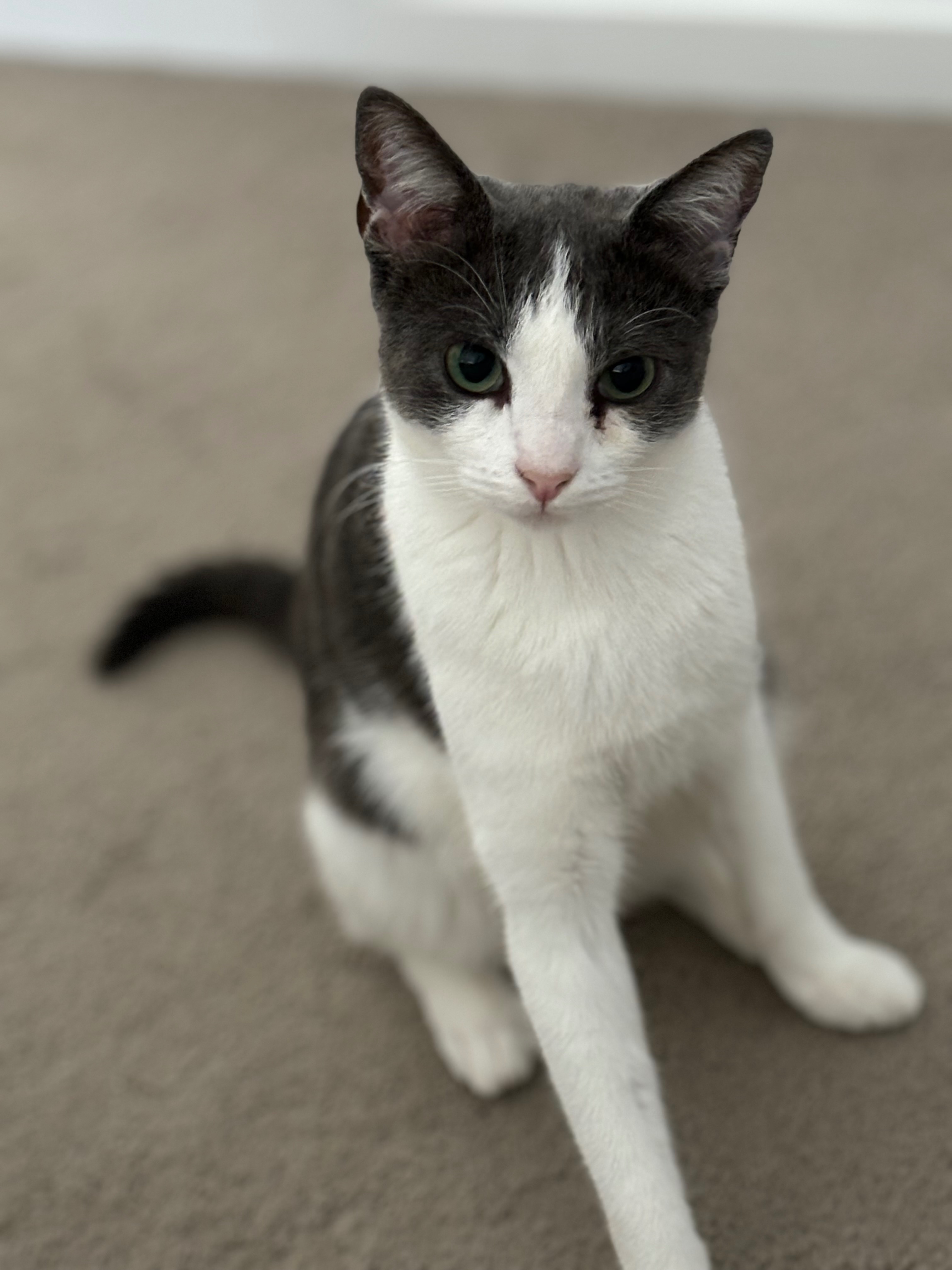 Please donate to save Willow campaign photo, 7 of 8