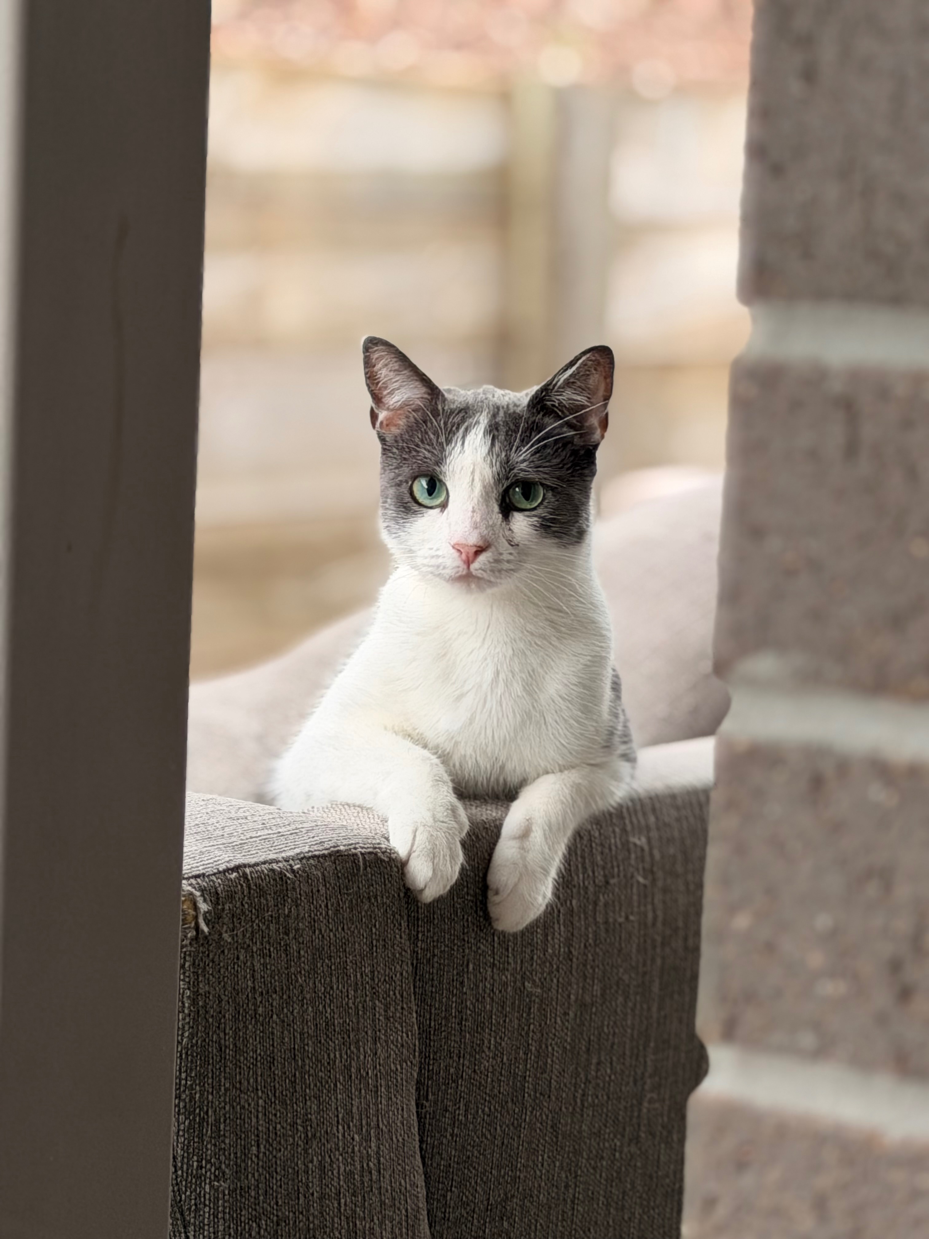 Please donate to save Willow campaign photo, 6 of 8