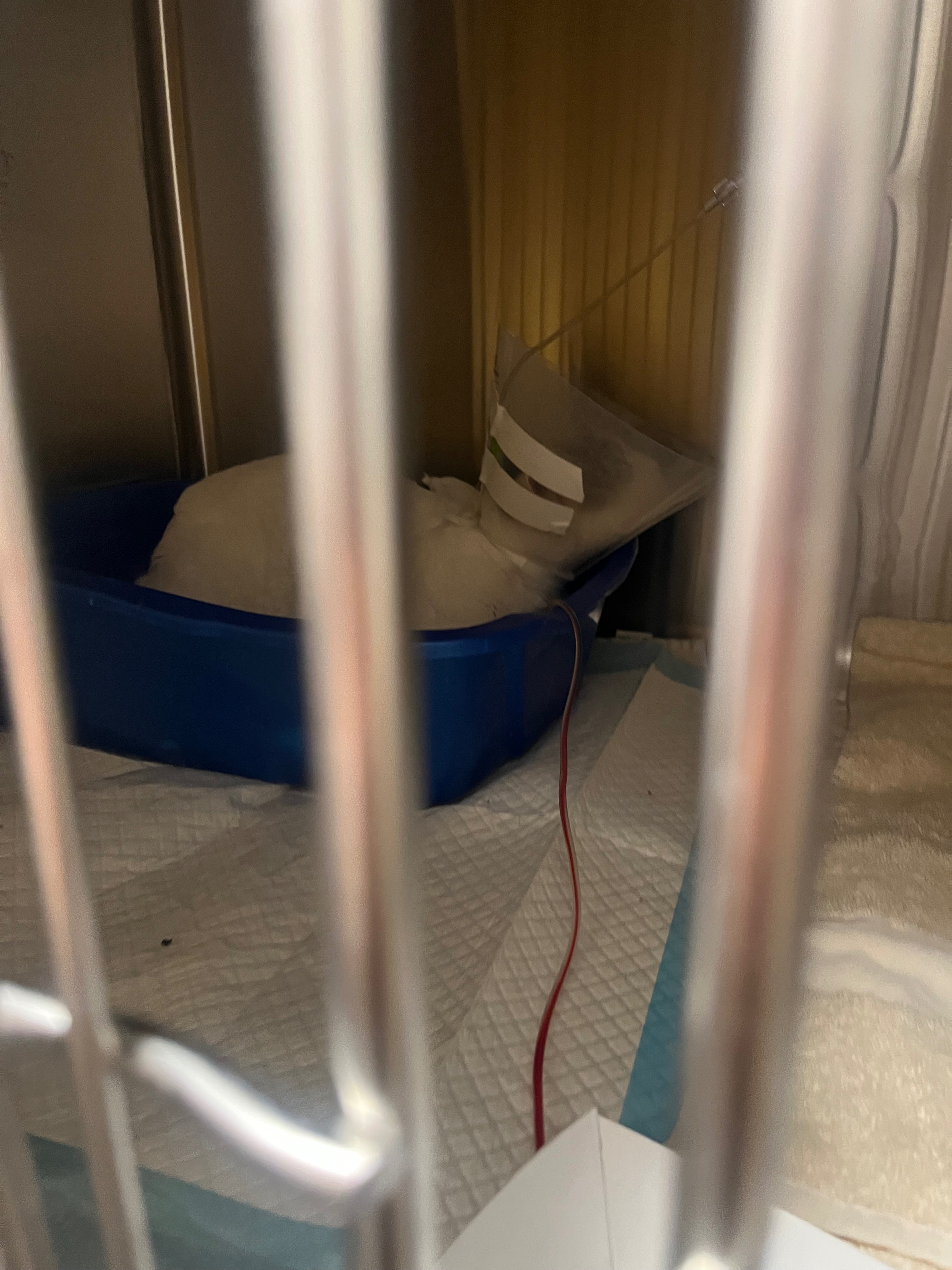 Urgent Care Needed for Our Cat's Recovery campaign photo, 6 of 6