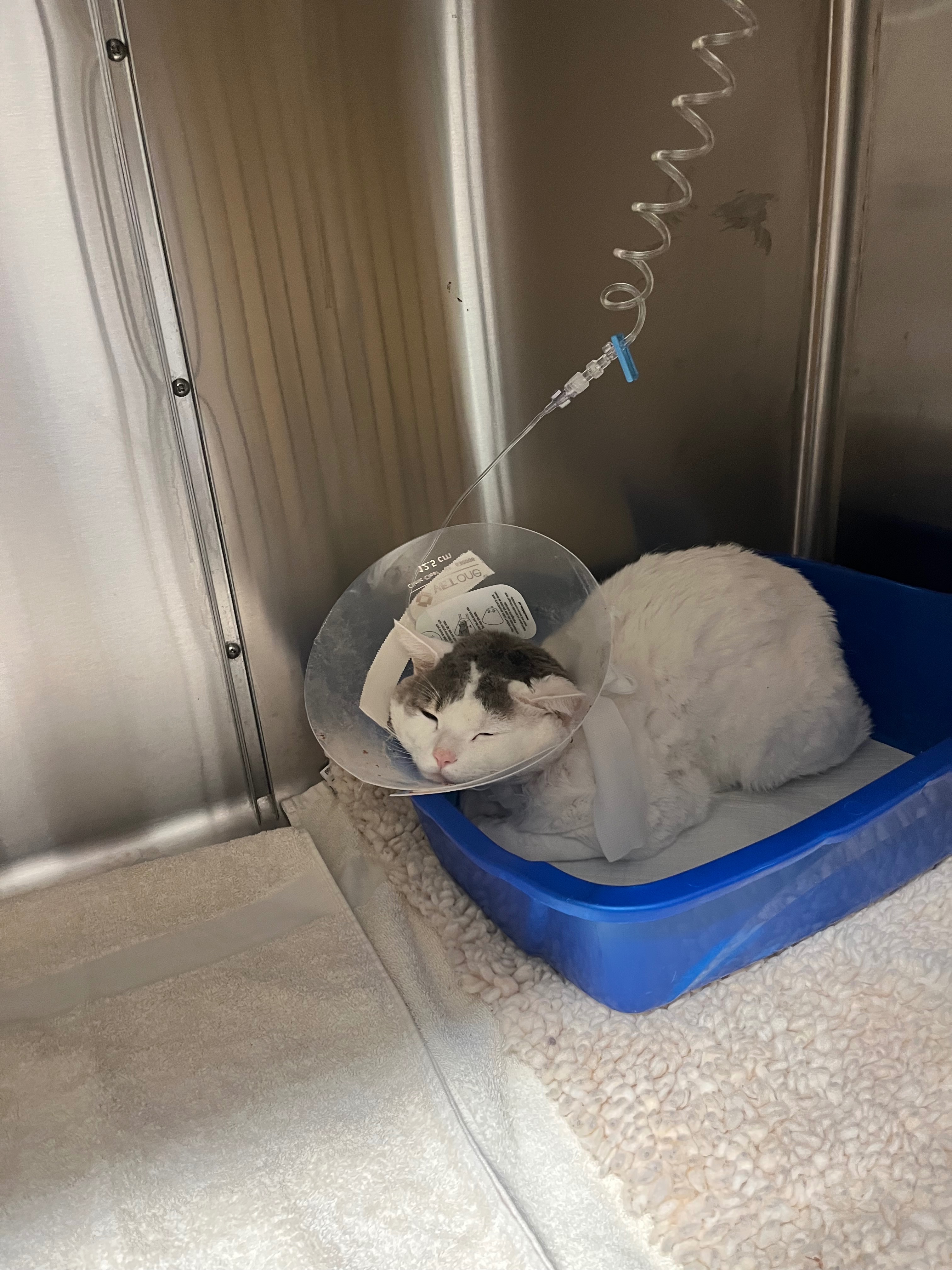 Urgent Care Needed for Our Cat's Recovery campaign photo, 4 of 6