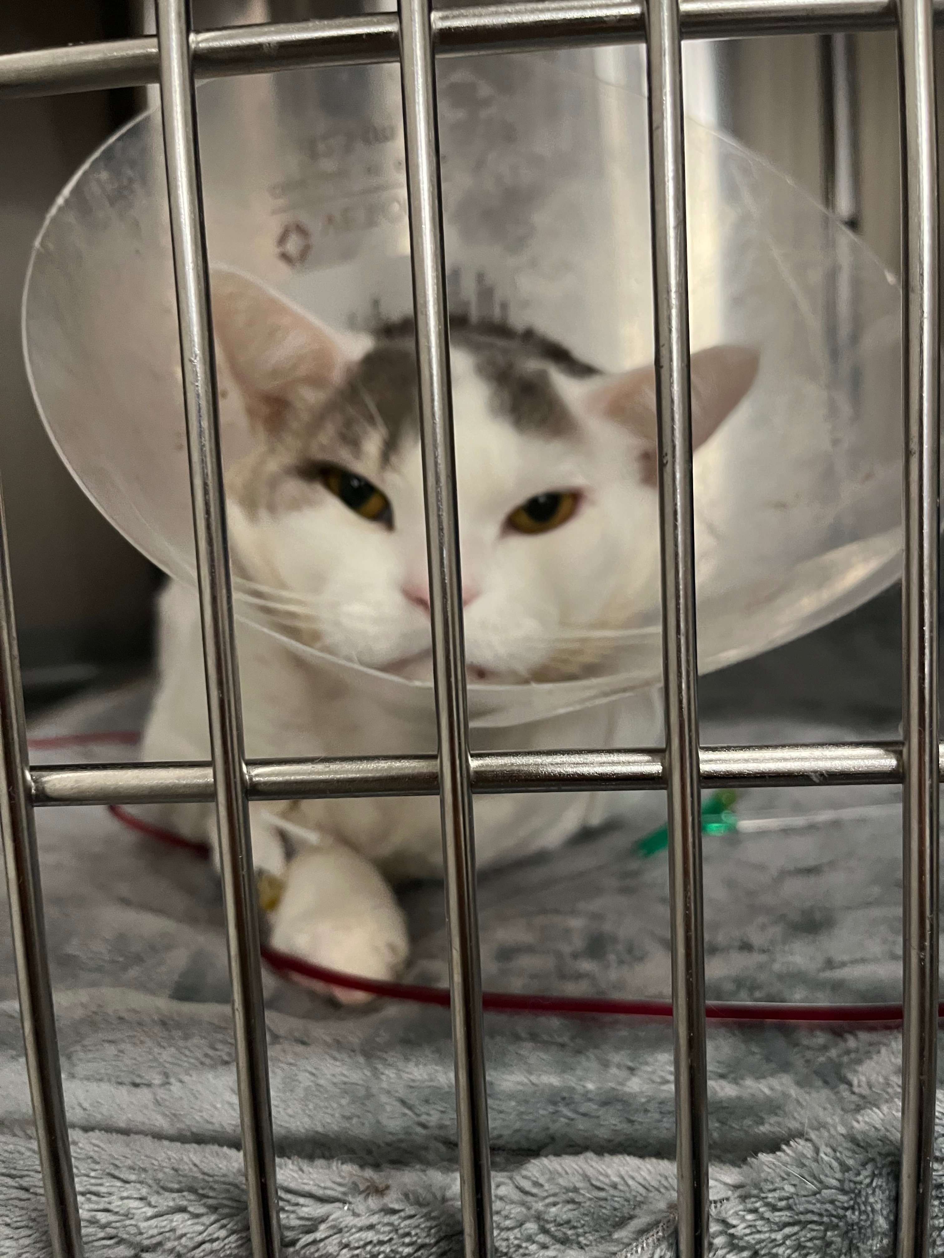 Urgent Care Needed for Our Cat's Recovery campaign photo, 2 of 6
