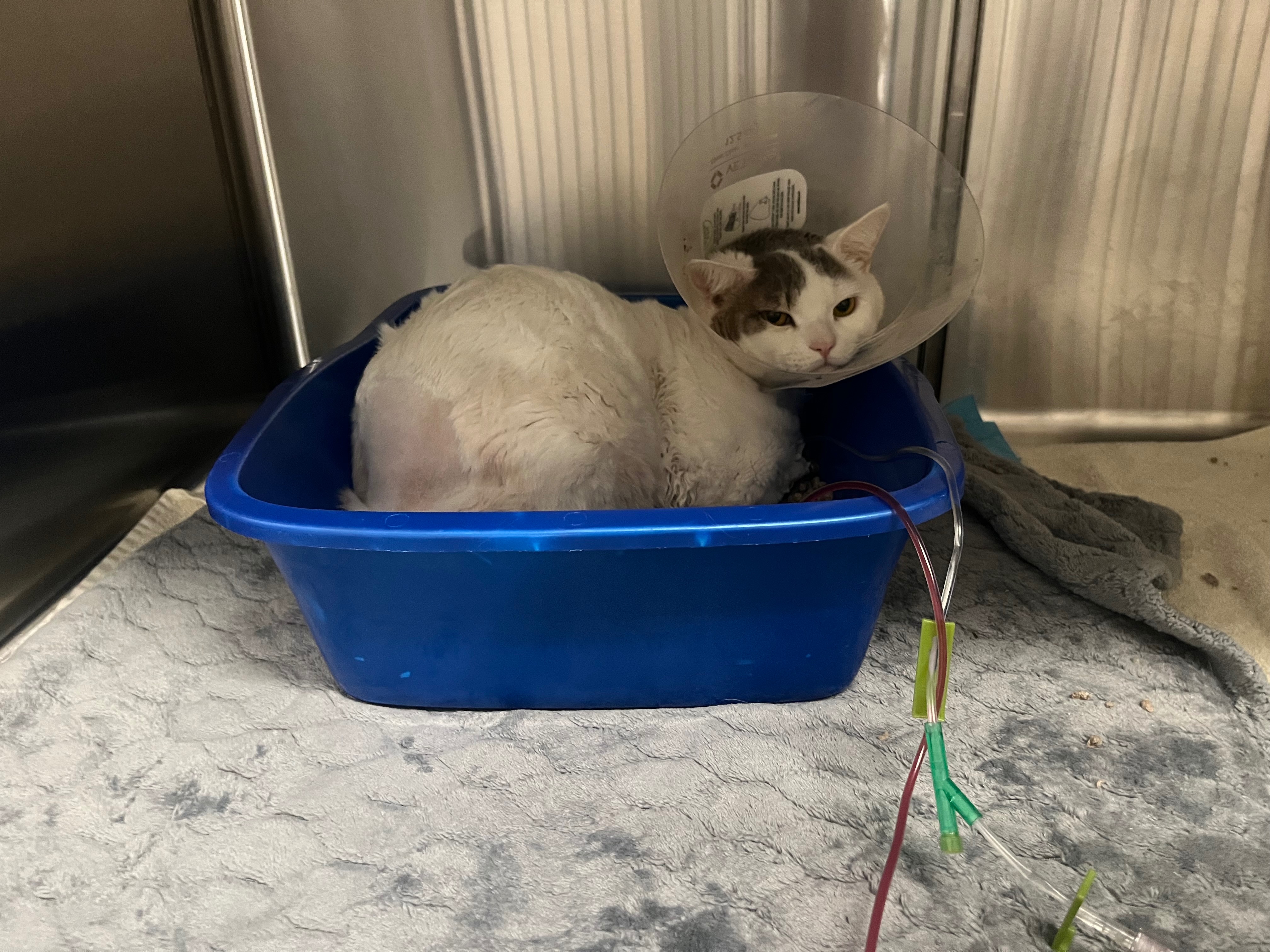 Urgent Care Needed for Our Cat's Recovery campaign photo, 5 of 6