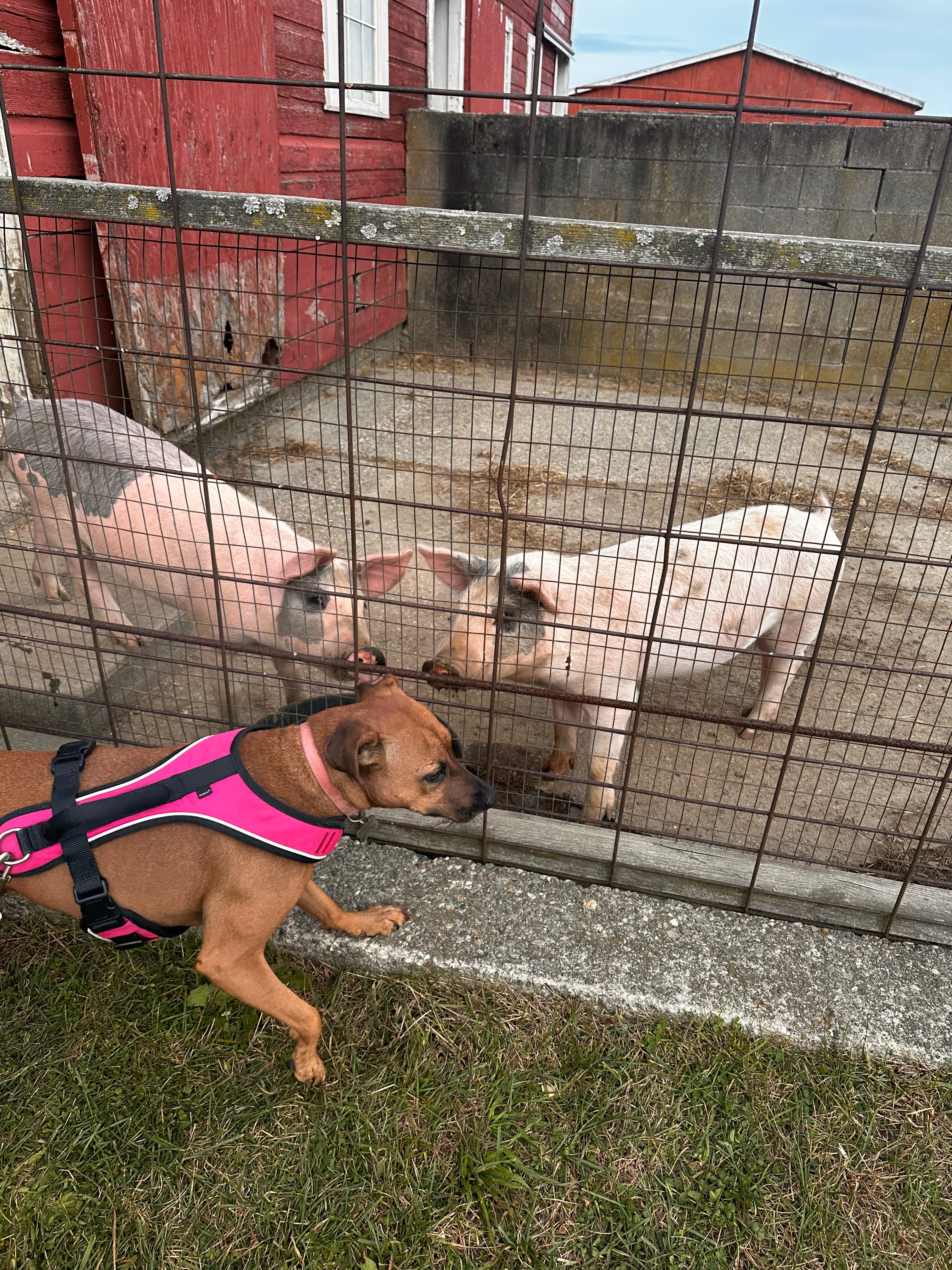Donate to JP's DAWS Animal Project campaign photo, 4 of 6