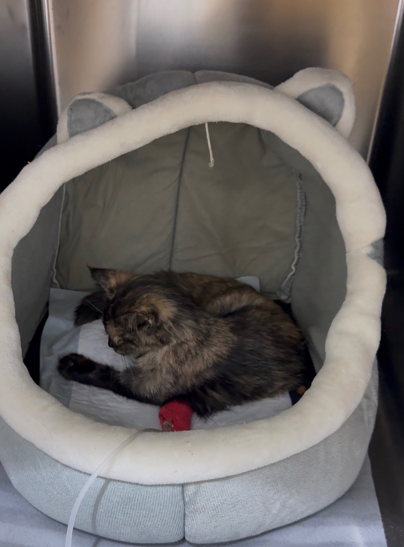 We got cats with parvo campaign photo, 2 of 7