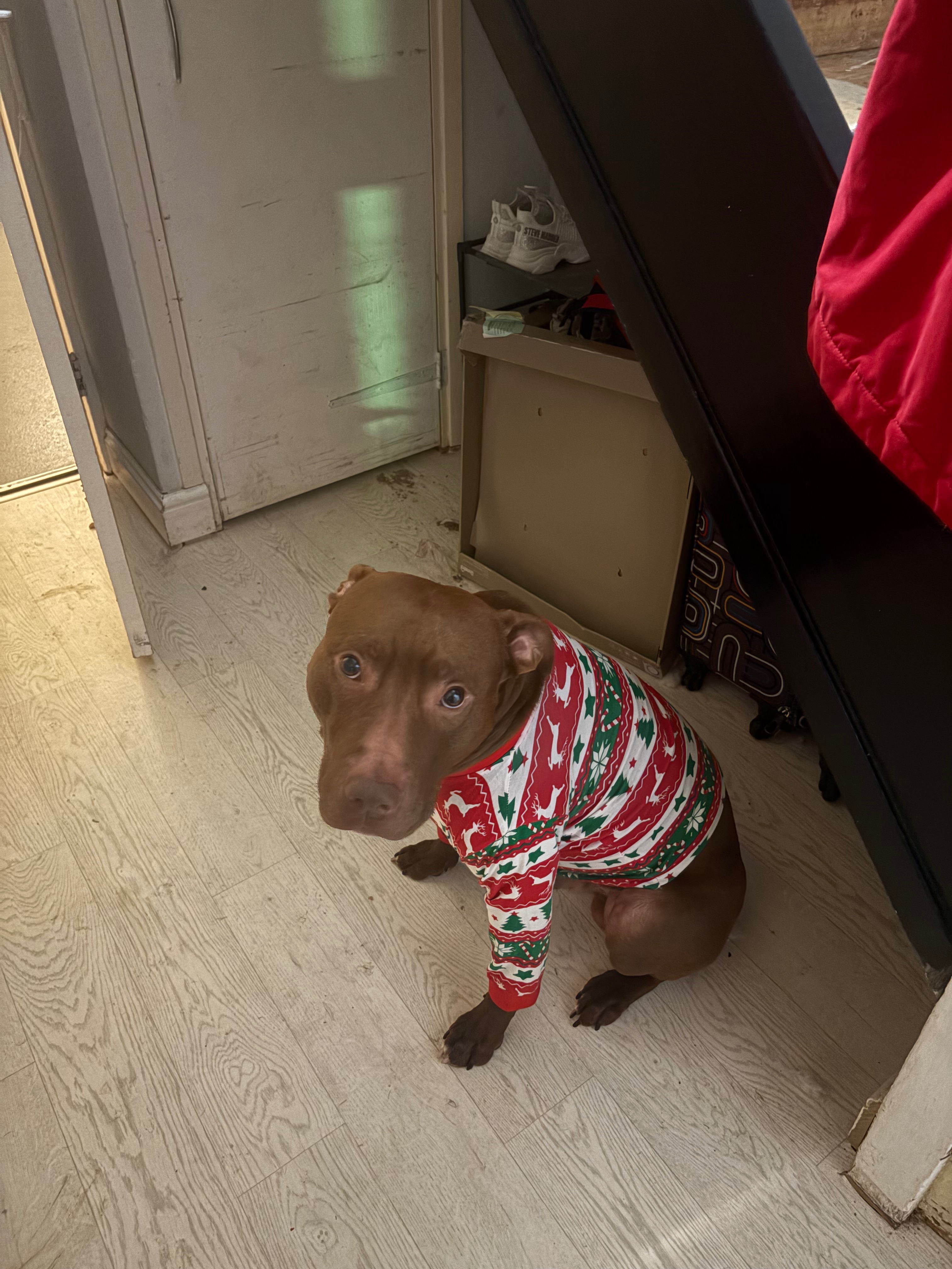 Help Zeus find his forever home… campaign photo, 2 of 8
