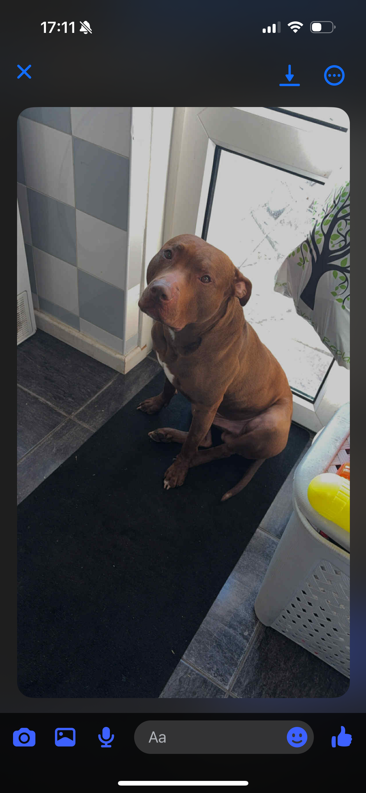 Help Zeus find his forever home… campaign photo, 4 of 8