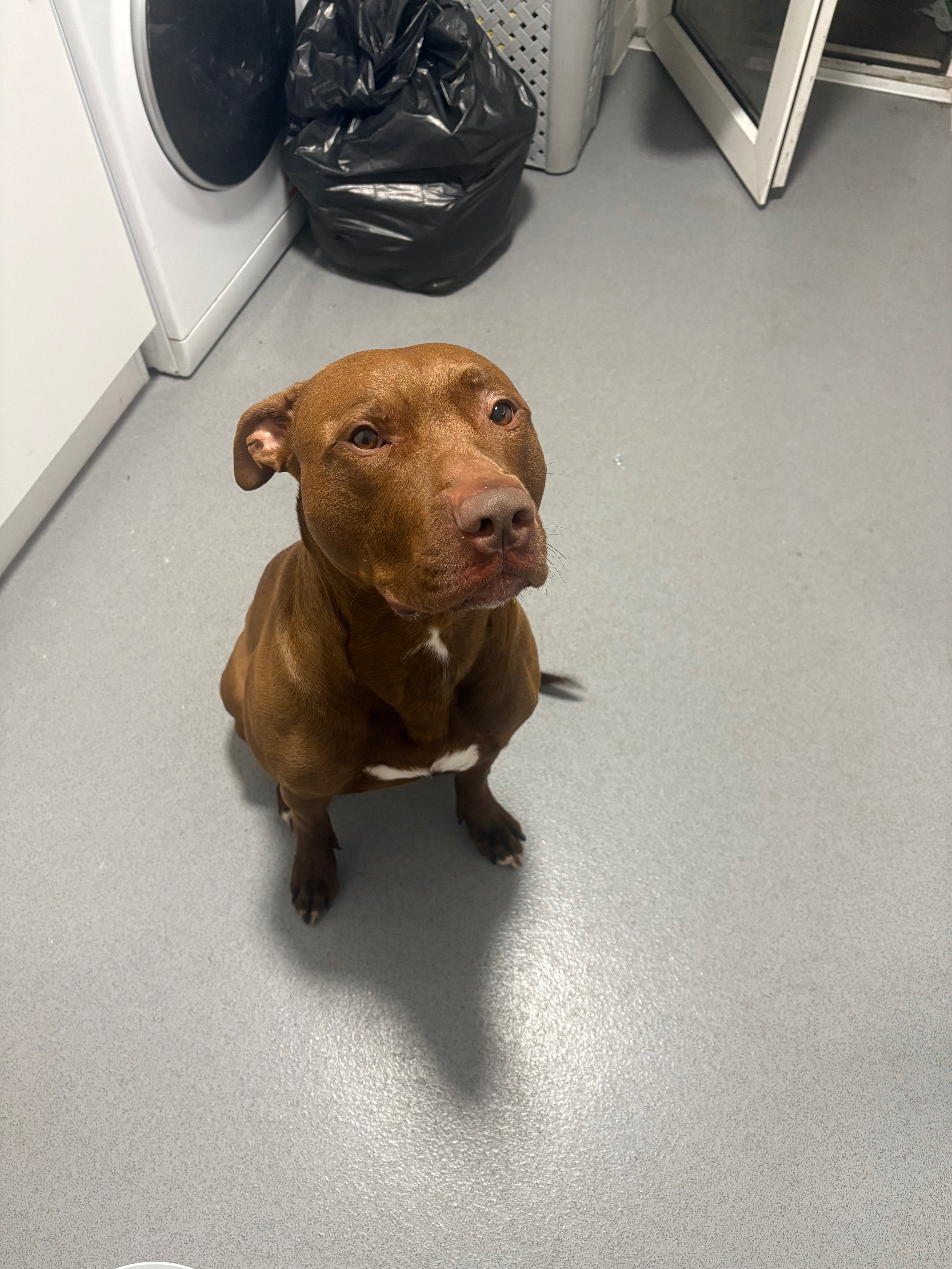 Help Zeus find his forever home… campaign photo, 5 of 8