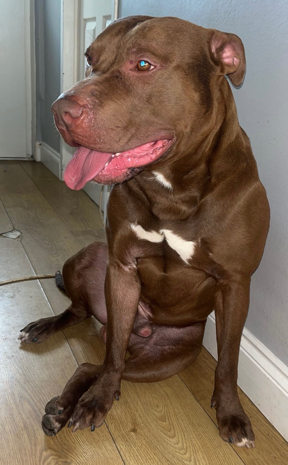 Help Zeus find his forever home… campaign photo, 6 of 8