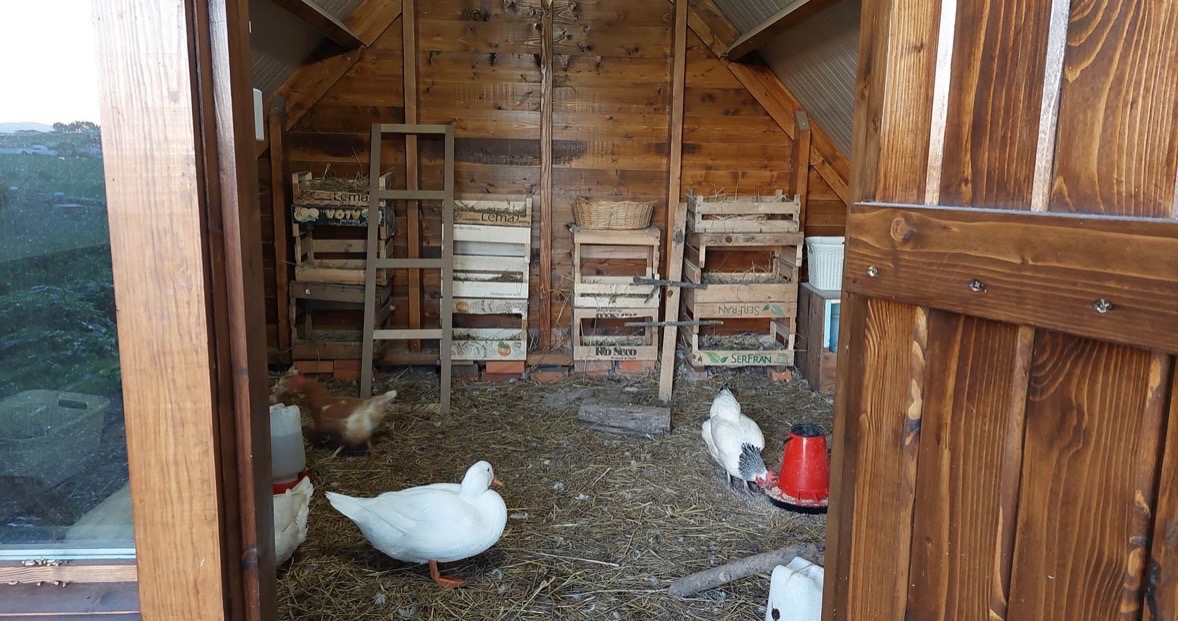 Donate to help Care For Abandoned & Stray Animals campaign photo, 7 of 8