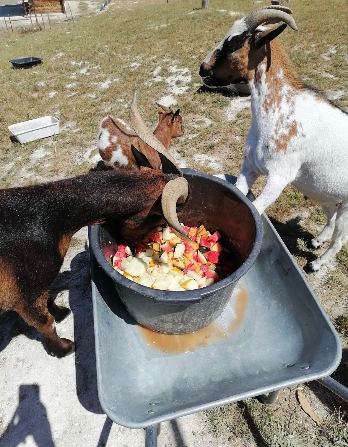 Donate to help Care For Abandoned & Stray Animals campaign photo, 2 of 8