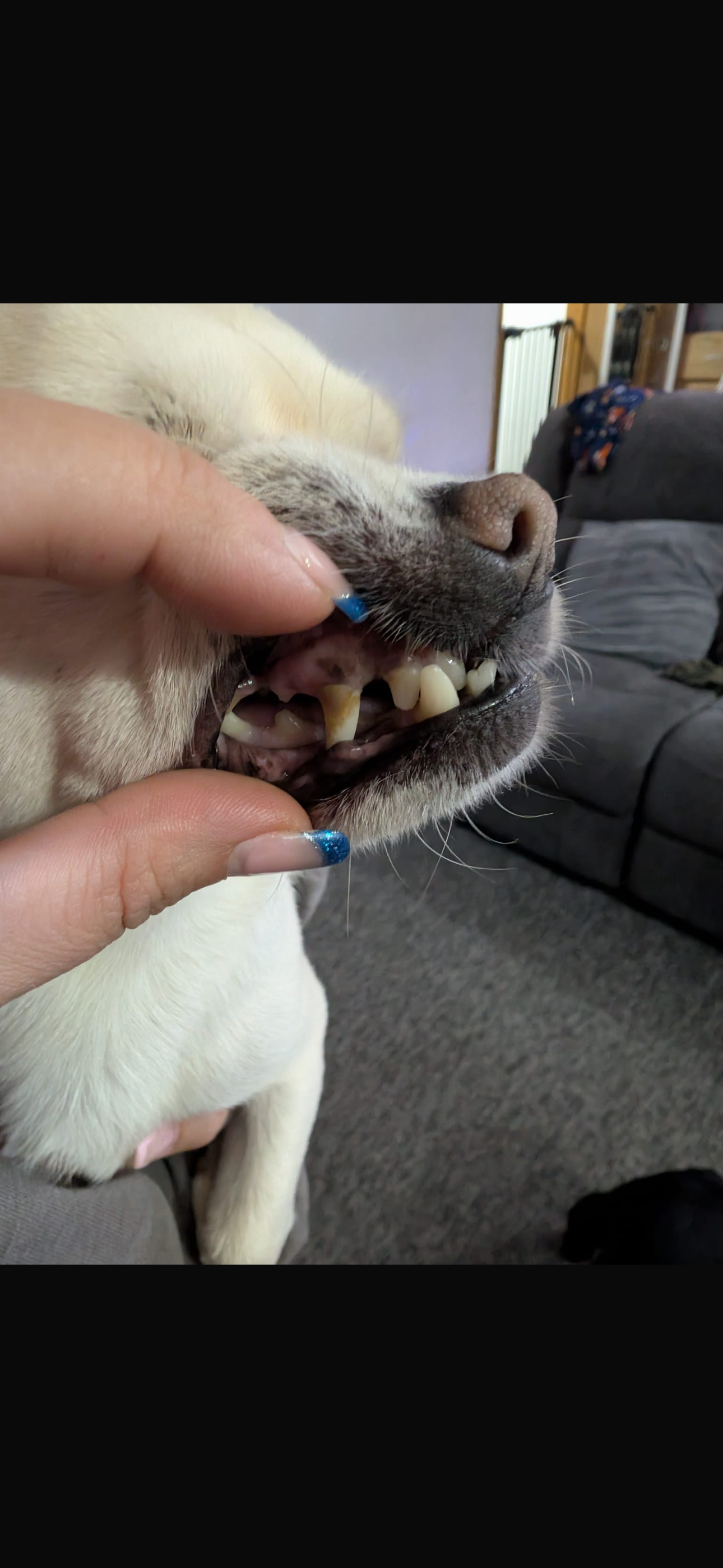 Help Hugo get his smile back! campaign photo, 2 of 7