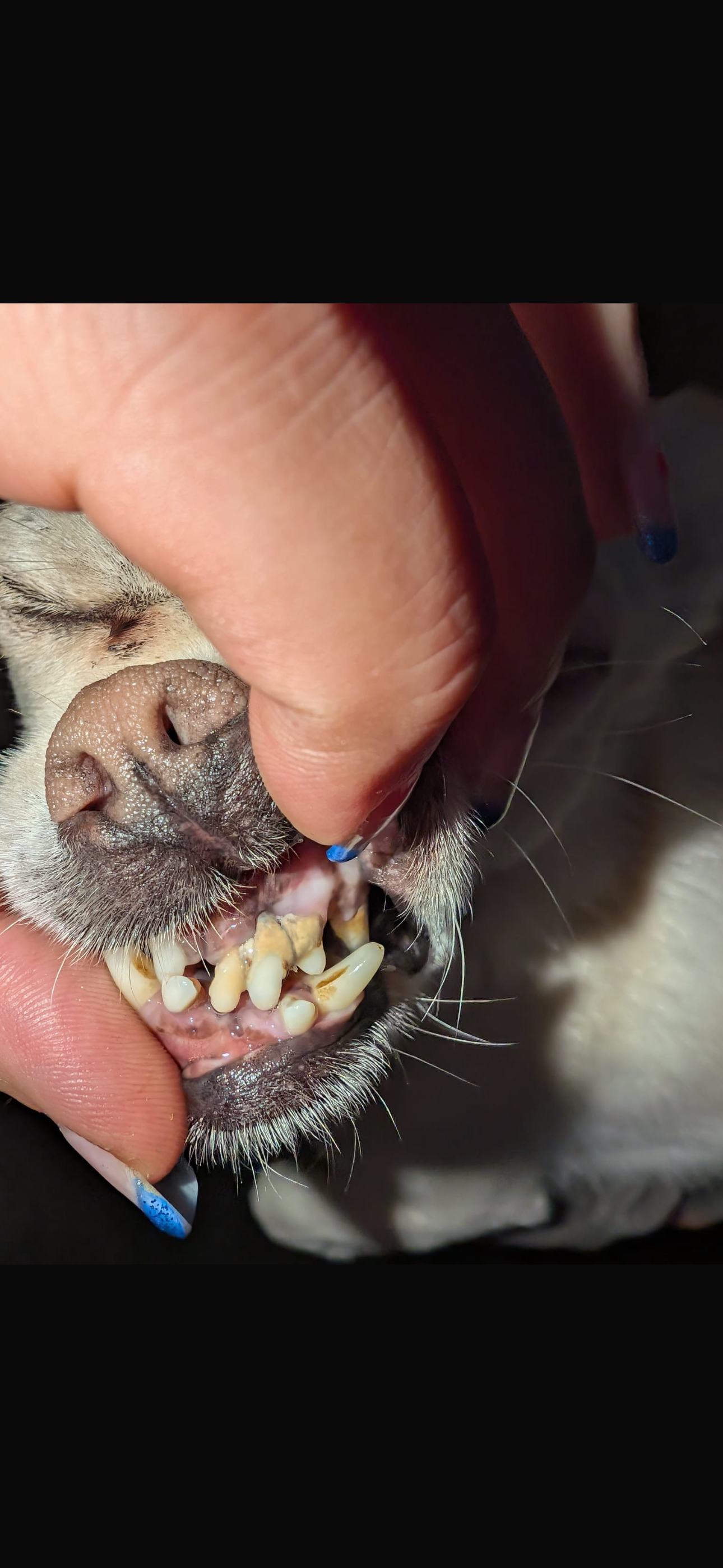 Help Hugo get his smile back! campaign photo, 7 of 7