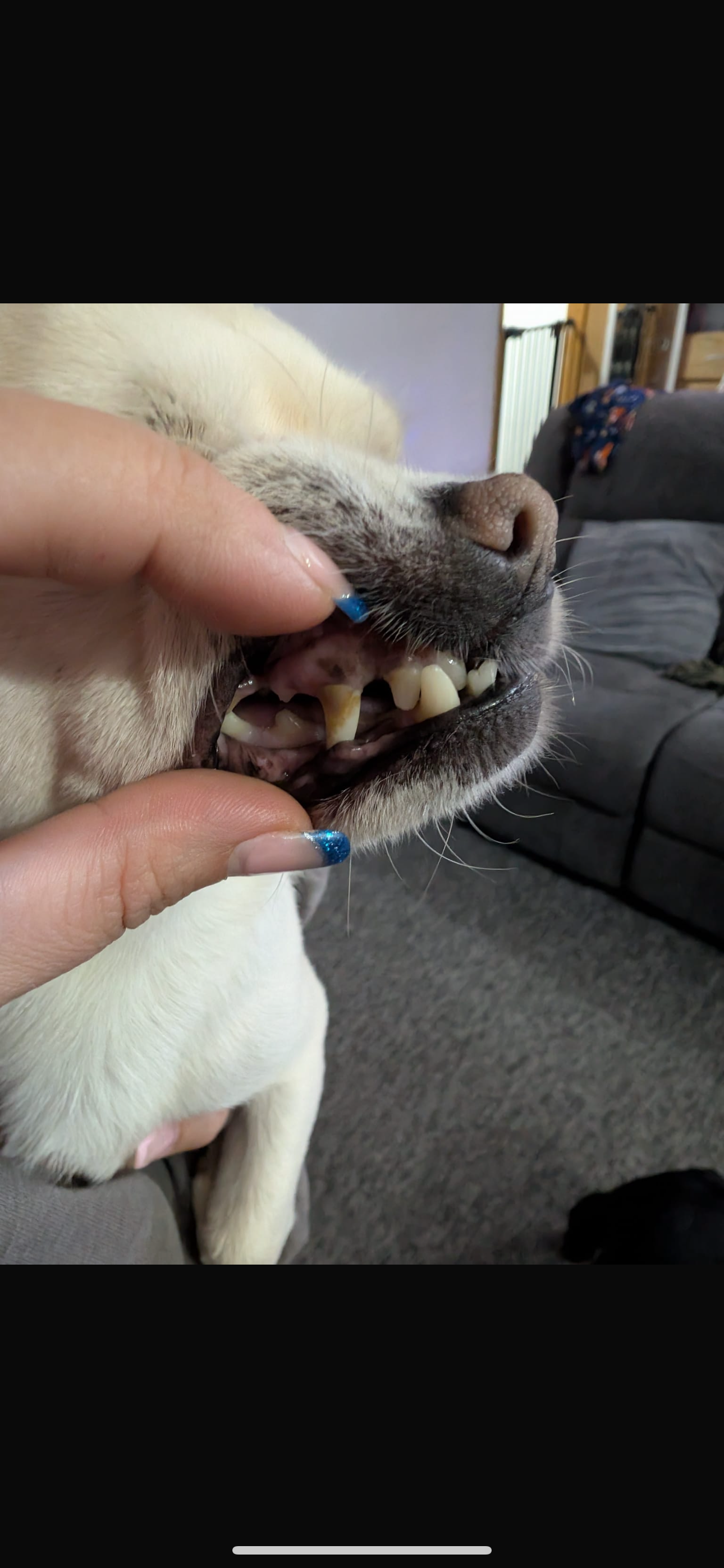 Help Hugo get his smile back! campaign photo, 5 of 7