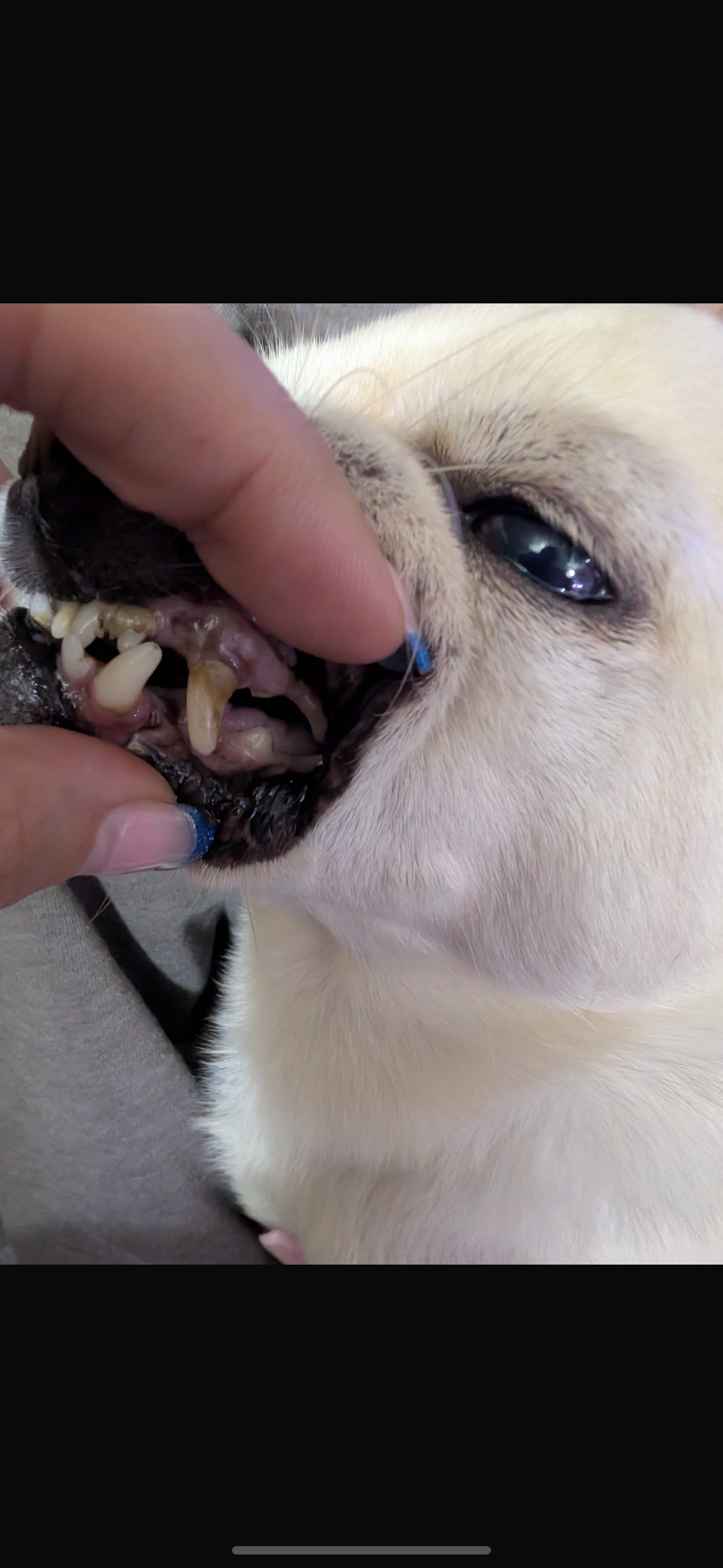 Help Hugo get his smile back! campaign photo, 4 of 7