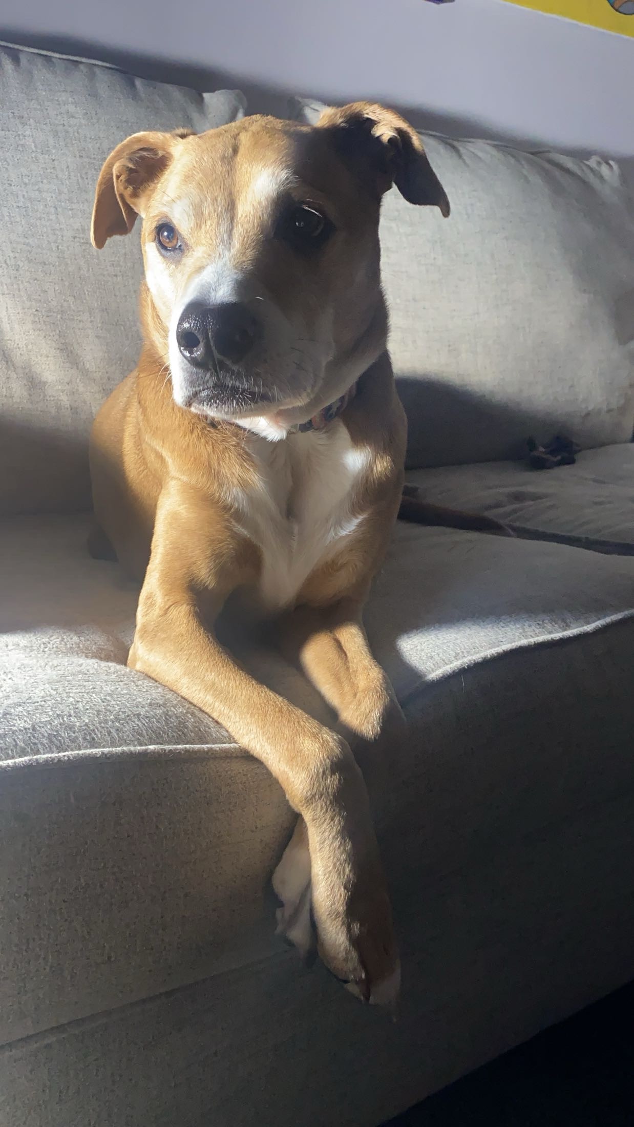 Give Copper More Time: Donate for Cancer Surgery campaign photo, 2 of 8