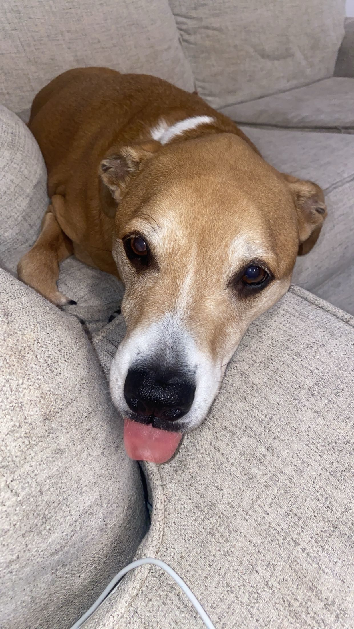 Give Copper More Time: Donate for Cancer Surgery campaign photo, 6 of 8
