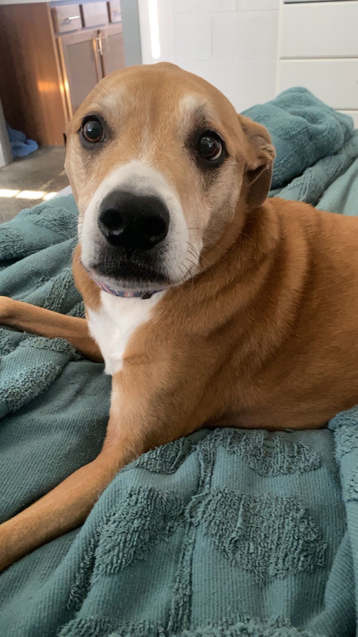 Give Copper More Time: Donate for Cancer Surgery campaign photo, 5 of 8