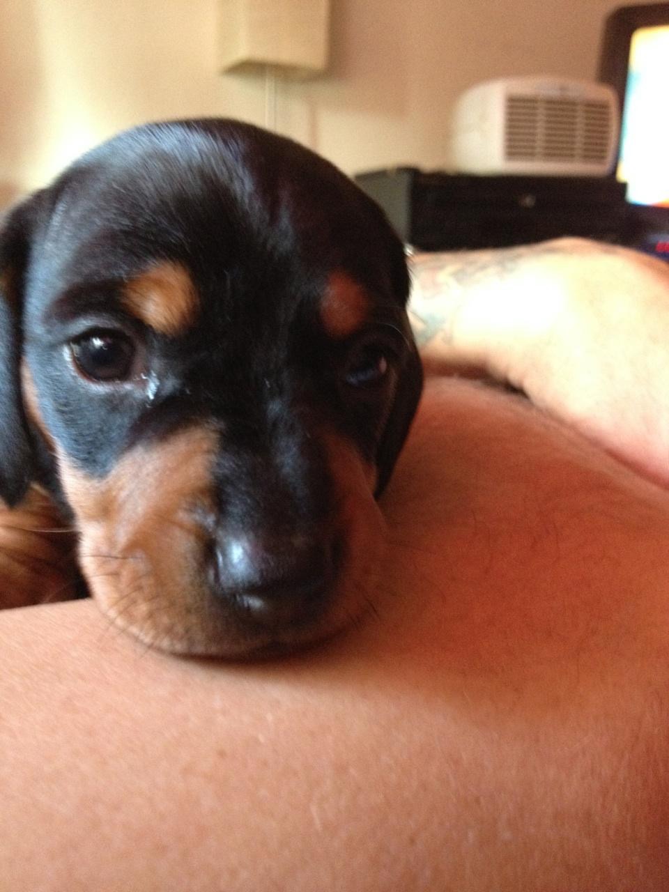 Help us save Dos with critical back surgery campaign photo, 4 of 8