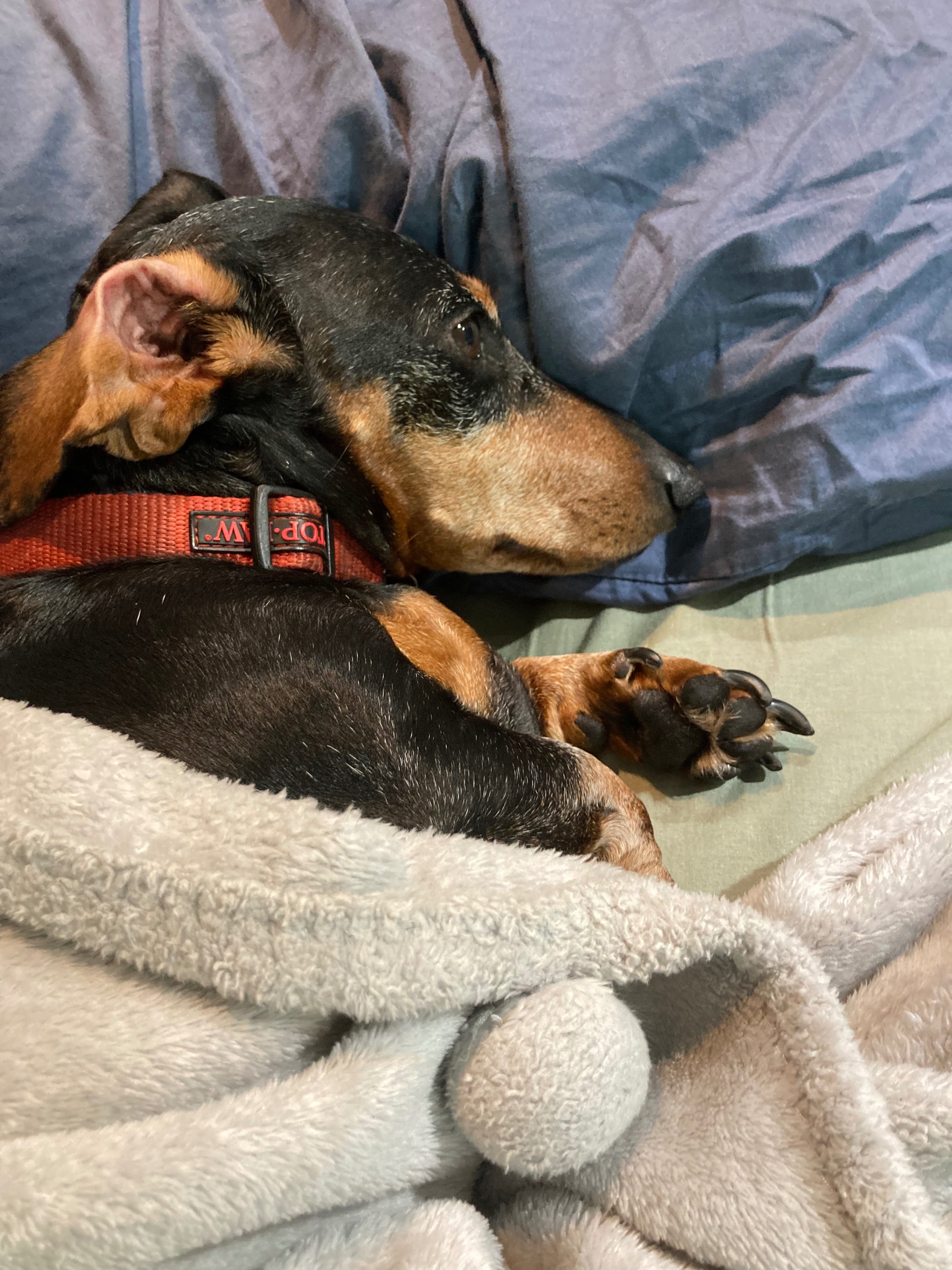 Help us save Dos with critical back surgery campaign photo, 5 of 8